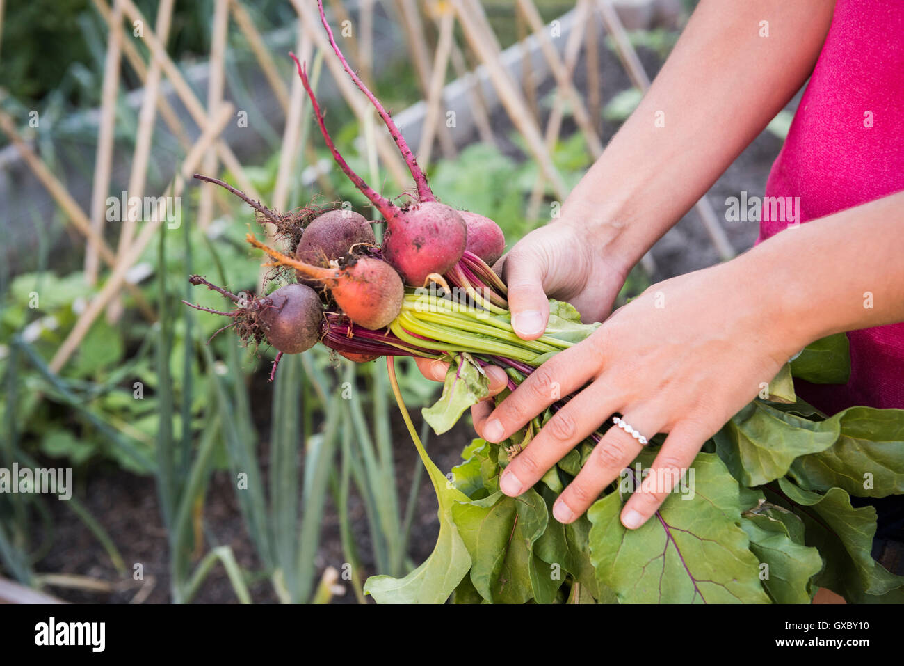 Jeune femme dans le jardin, tenant les légumes frais, mid section Banque D'Images Jeune femme dans le jardin, tenant les légumes frais, mid section Banque D'Images