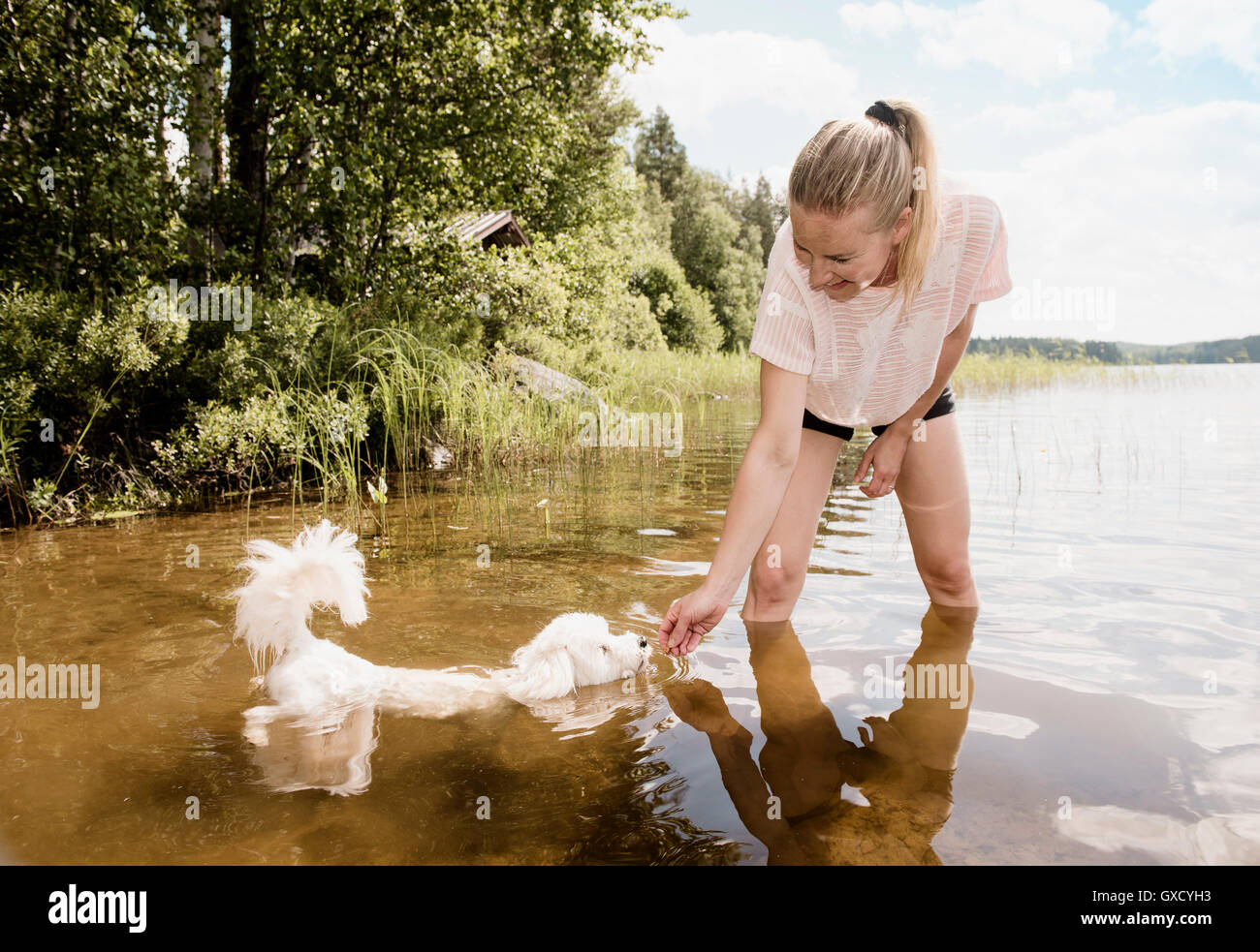 Femme avec chien Coton de Tuléar, dans le lac Orivesi, Finlande Banque D'Images