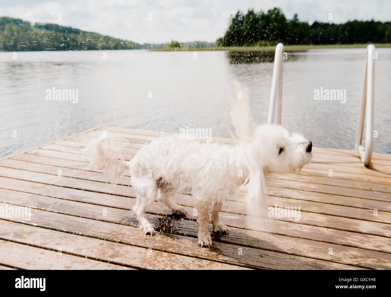 Coton de Tuléar chien mouillé secoue sur la jetée après la baignade, Orivesi, Finlande Banque D'Images