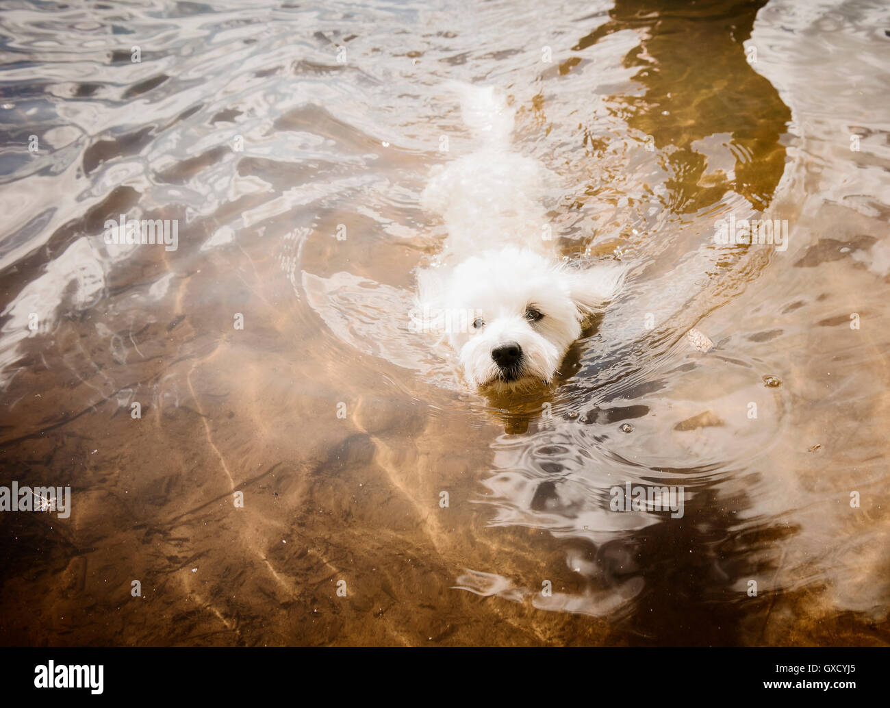 Chien Coton de Tulear, nager dans le lac Orivesi, Finlande Banque D'Images