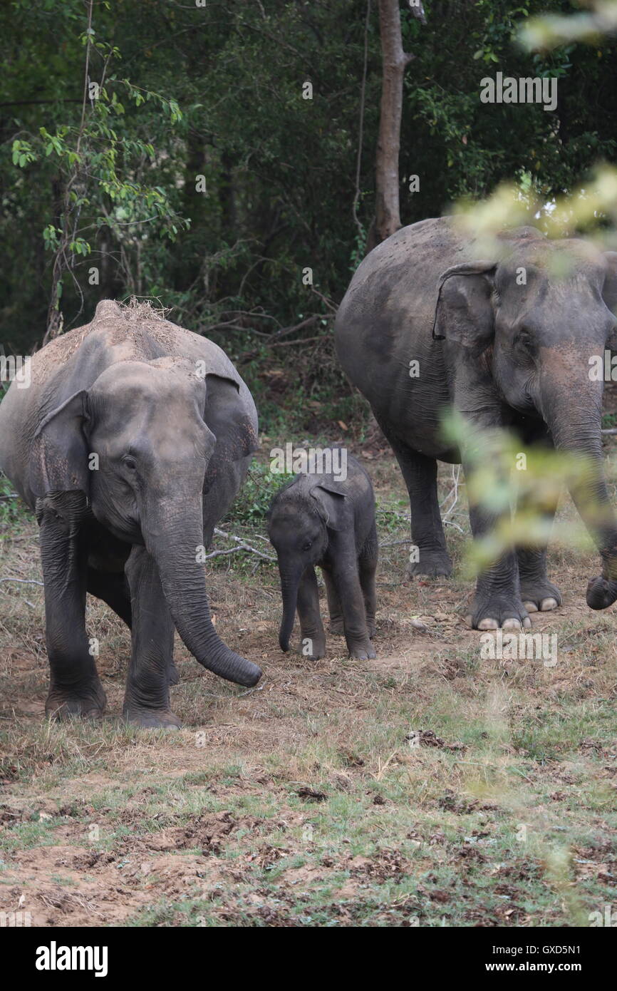 Un défilé d'éléphants protéger les jeunes veaux qu'ils se déplacent en formation dans Sri Lanka, Wasgamuwa Banque D'Images