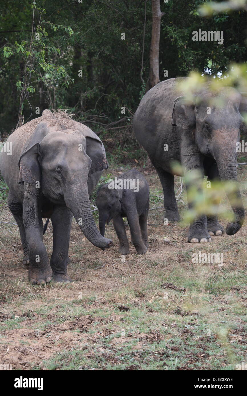 Un défilé d'éléphants protéger les jeunes veaux qu'ils se déplacent en formation dans Sri Lanka, Wasgamuwa Banque D'Images