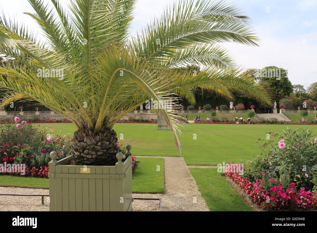 Le Palmier de Bismarck et jardins - Pineapple Tree - Palais du Luxembourg Banque D'Images
