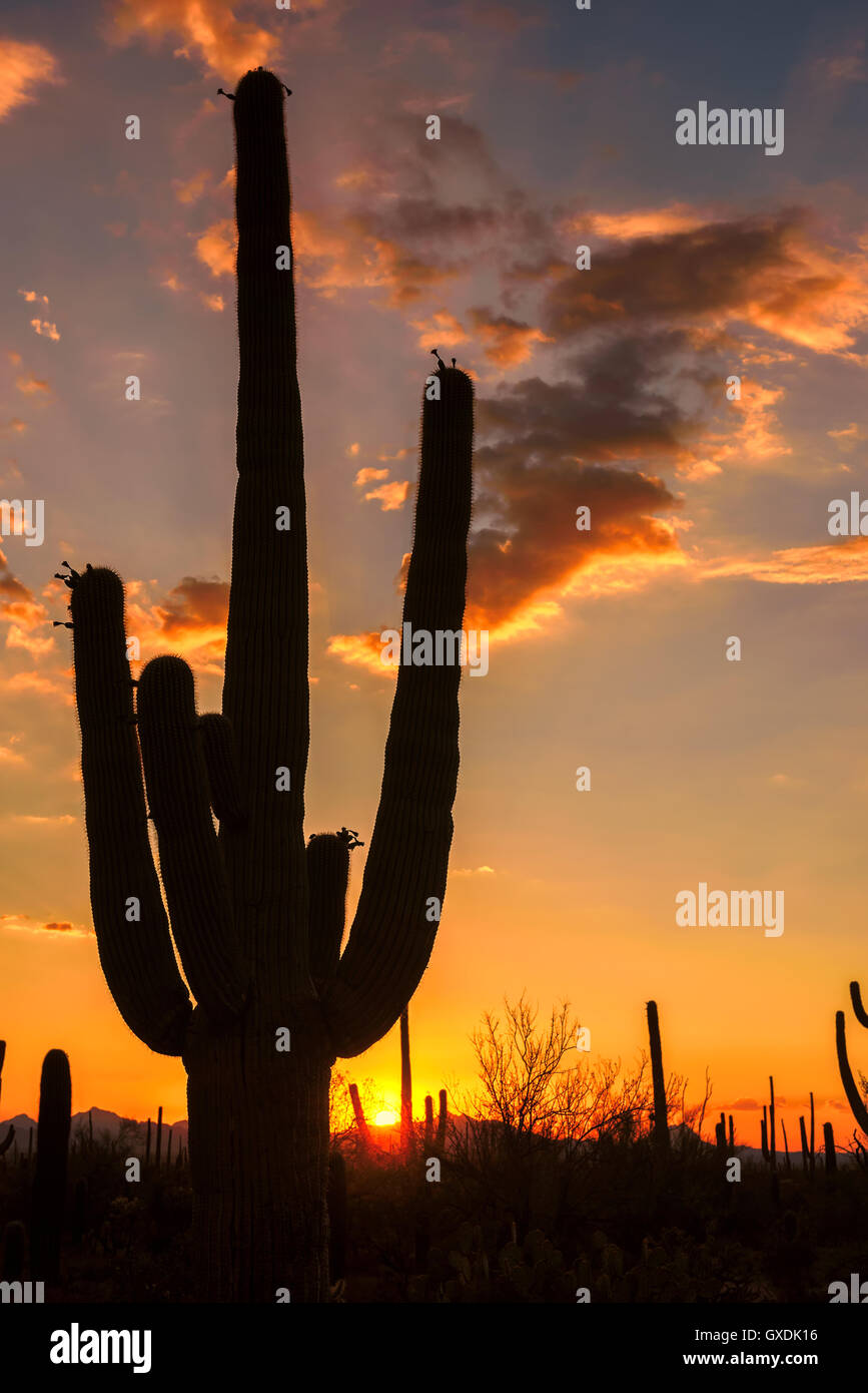 Saguaro Silhouette au coucher du soleil Banque D'Images