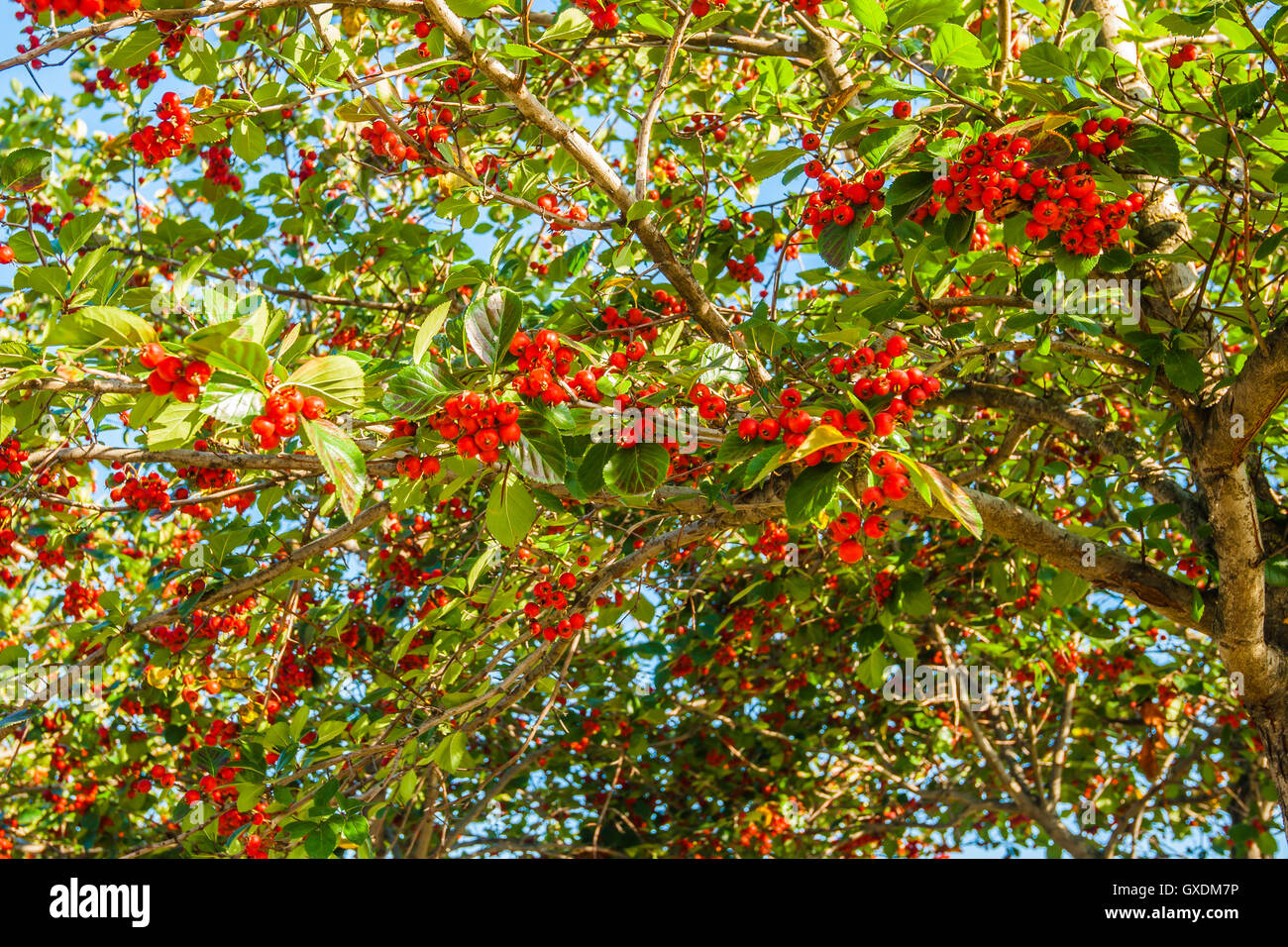 Les baies d'aubépine rouge sur un arbre toujours vert en automne. Arbre d'aubépine est considéré comme un elfe arbre pour ne pas couper... Banque D'Images