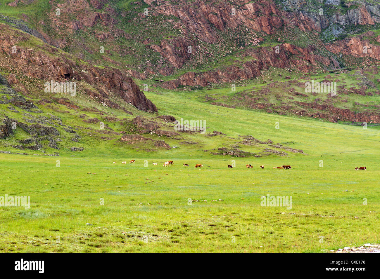 Paysage de montagnes de l'Altaï avec les terres agricoles et les vaches de pâturage troupeau. Banque D'Images