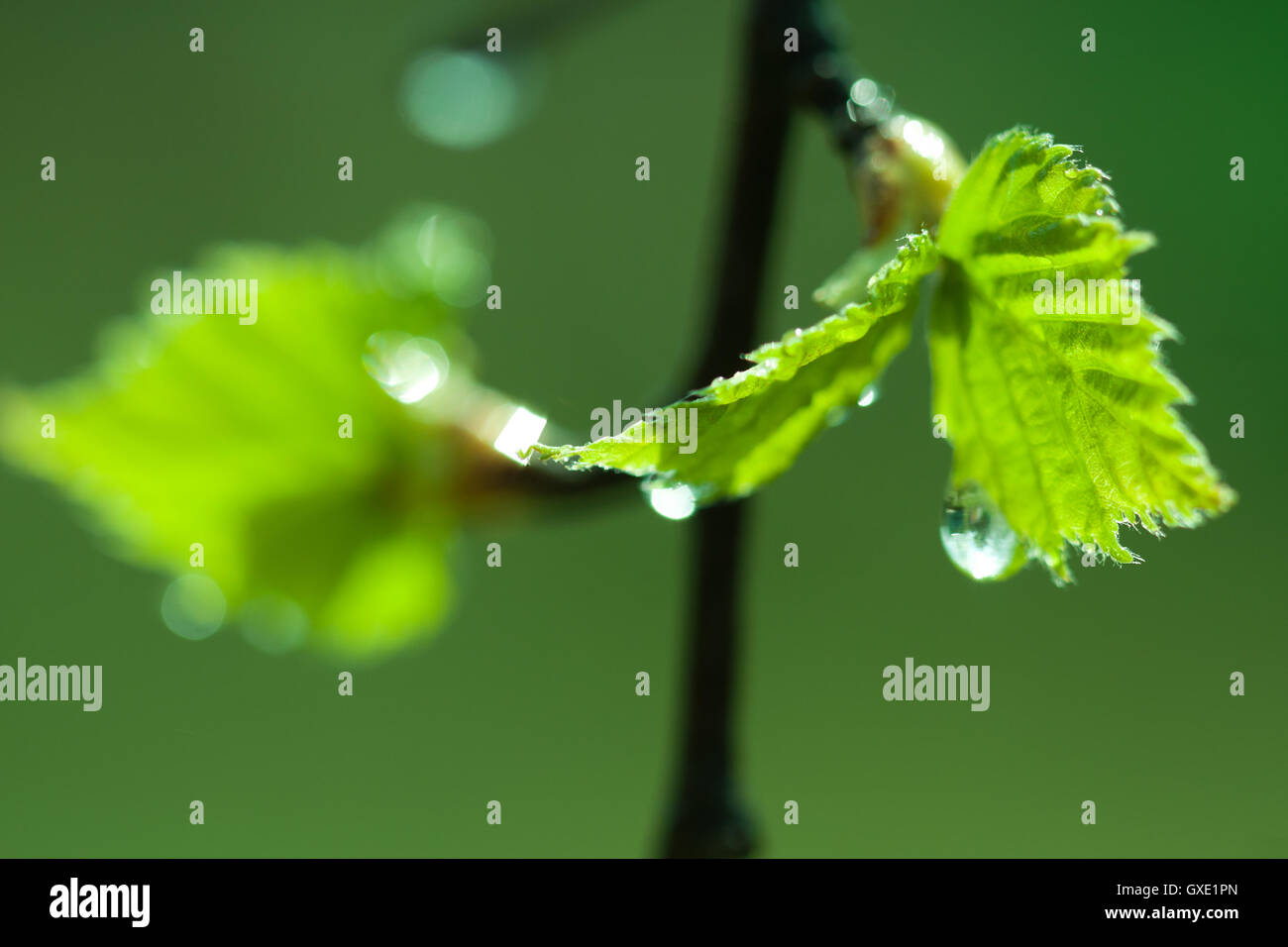 Eco saisonnier printemps naturel backgrond : les jeunes feuilles de bouleau close up avec de l'eau / pluie gouttes de rosée / flou artistique partiellement Banque D'Images