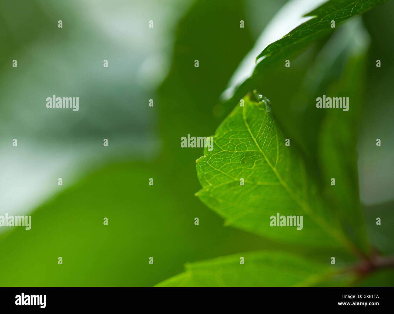 Nature background : plan des frais vert feuilles de vigne close up partiellement floue. Banque D'Images