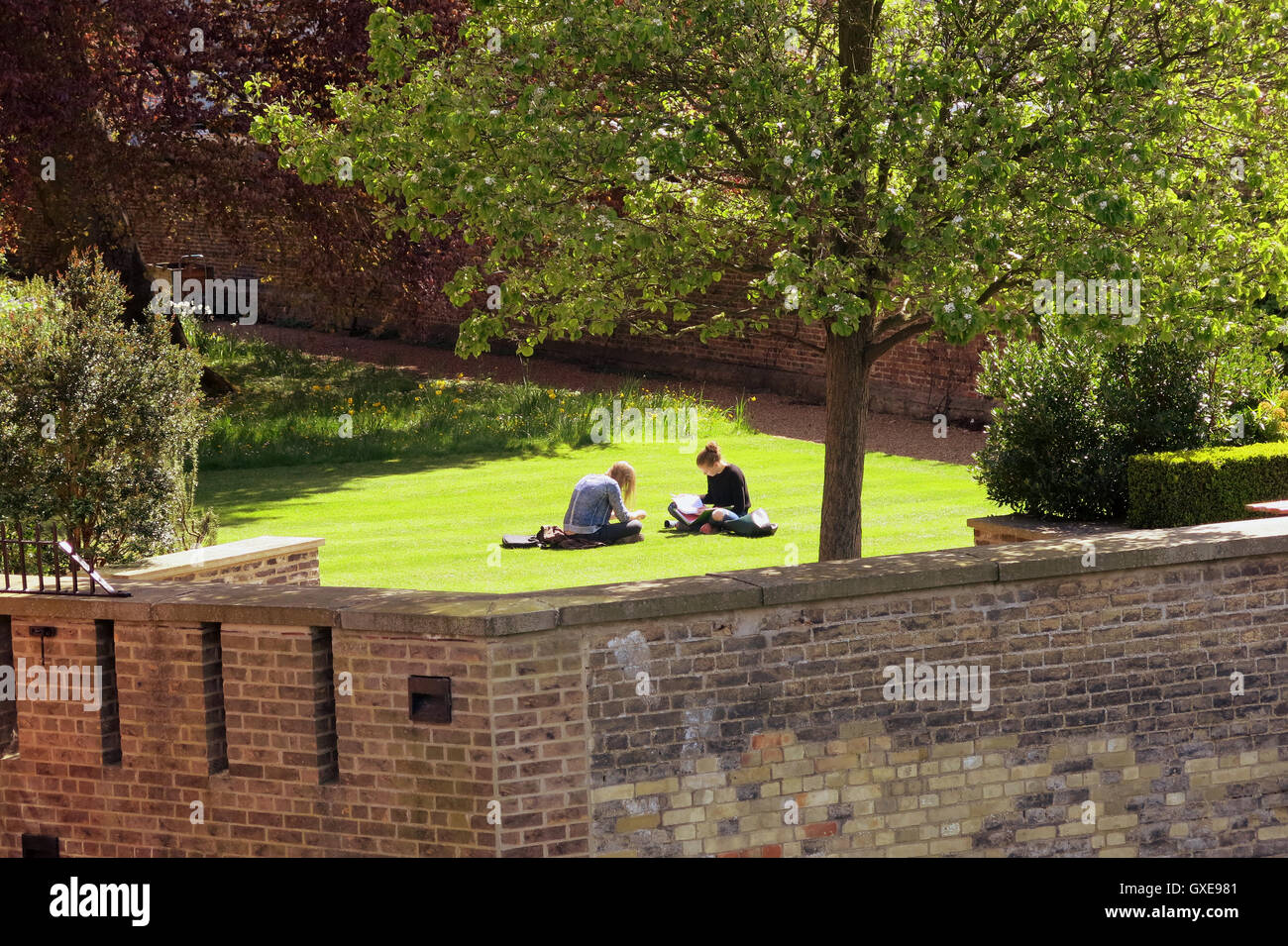 CAMBRIDGE students reading dans le parc à l'Université retour Banque D'Images