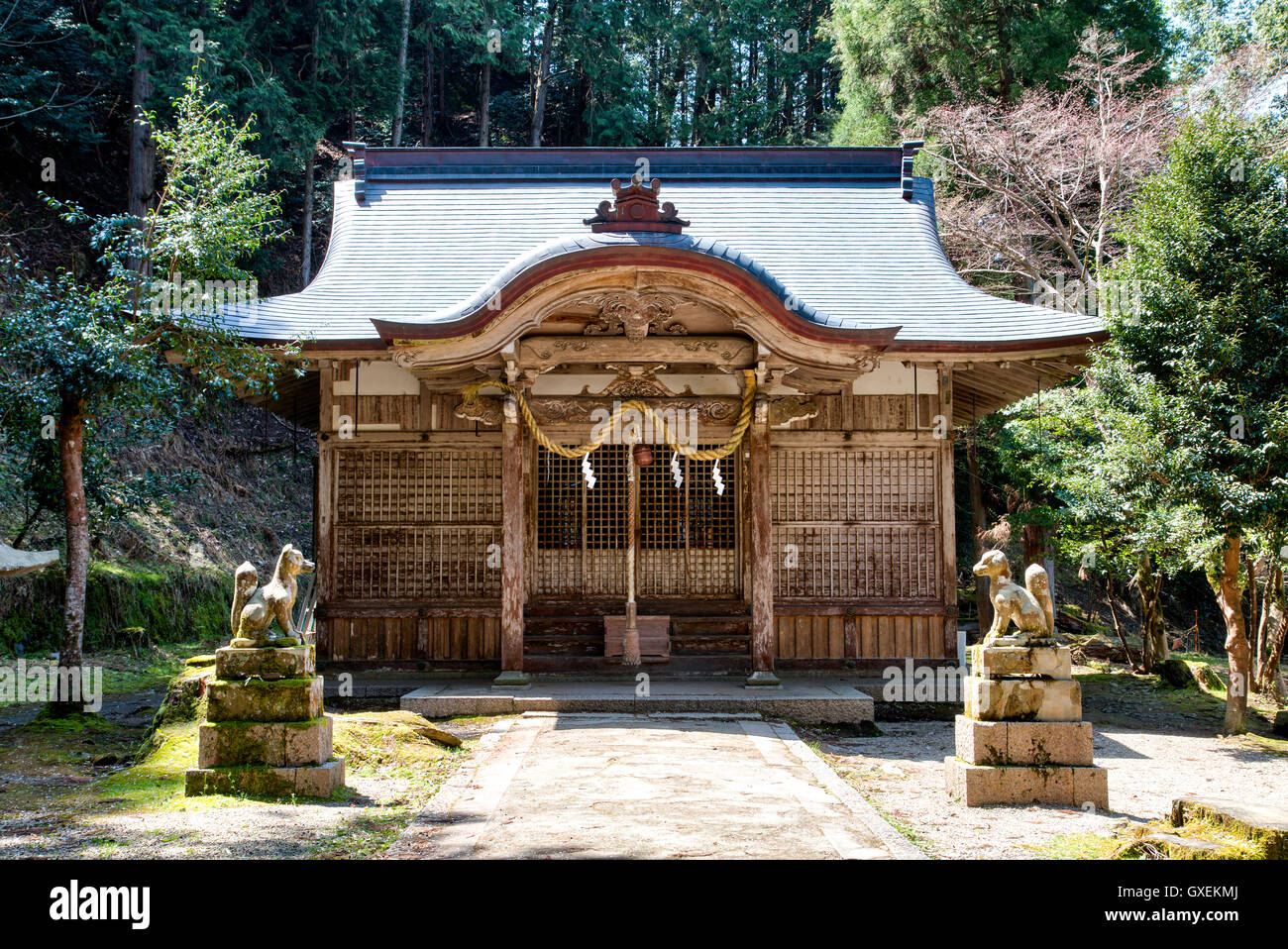 Le Japon, Izushi château. L'inari shrine en bois située dans une clairière dans la bailey Inari entouré d'arbres. Honden et tuteur Komainu statues de chemin. Banque D'Images