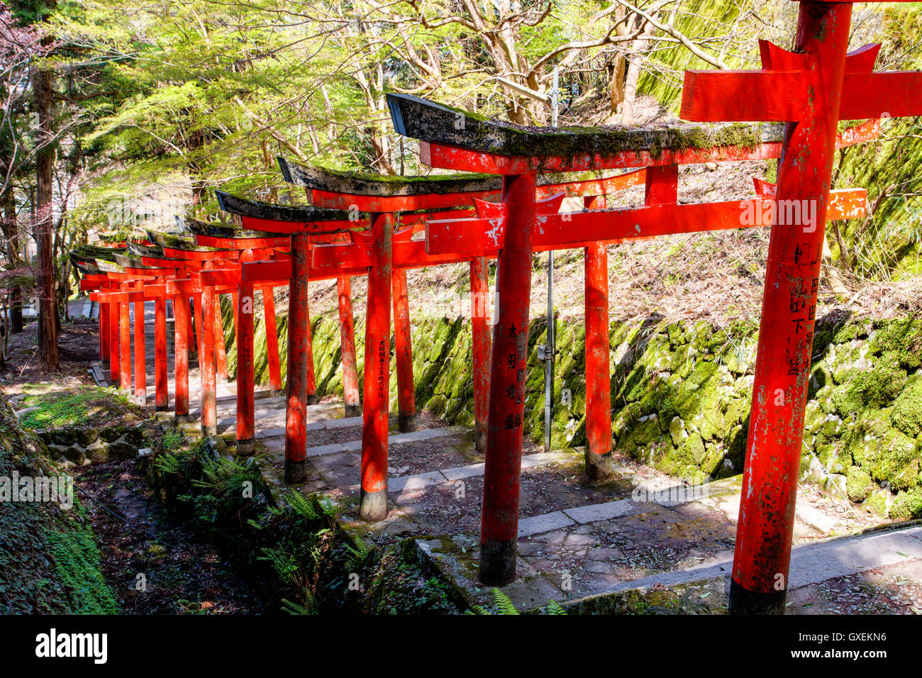 Le Japon, Izushi château. Rangée de portes Torii vermillon le long de marches de pierre menant entre le château de murs en pierre à l'Ishigaki (invisible) inari. Banque D'Images