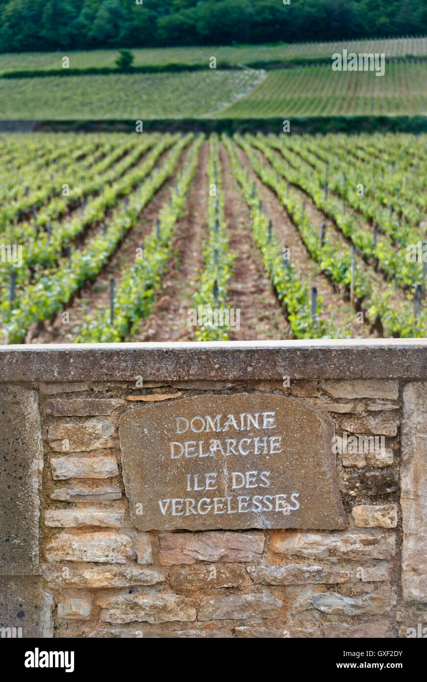 Vignoble et plaque pour l'amende vigneron Domaine Delarche Ile des Vergelesses Côte d'Or Bourgogne France Banque D'Images