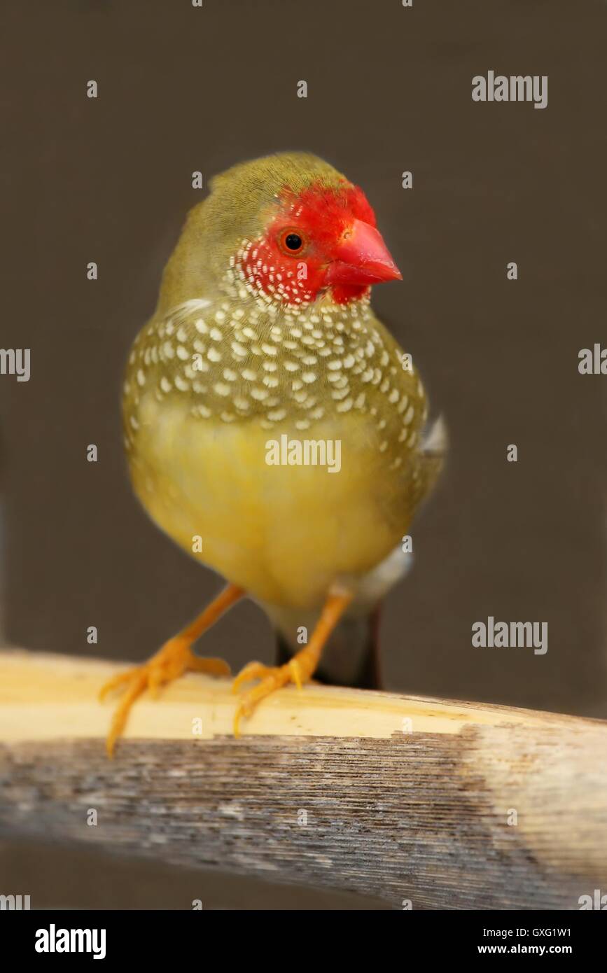 Star masculine d'Australie Finch Banque D'Images