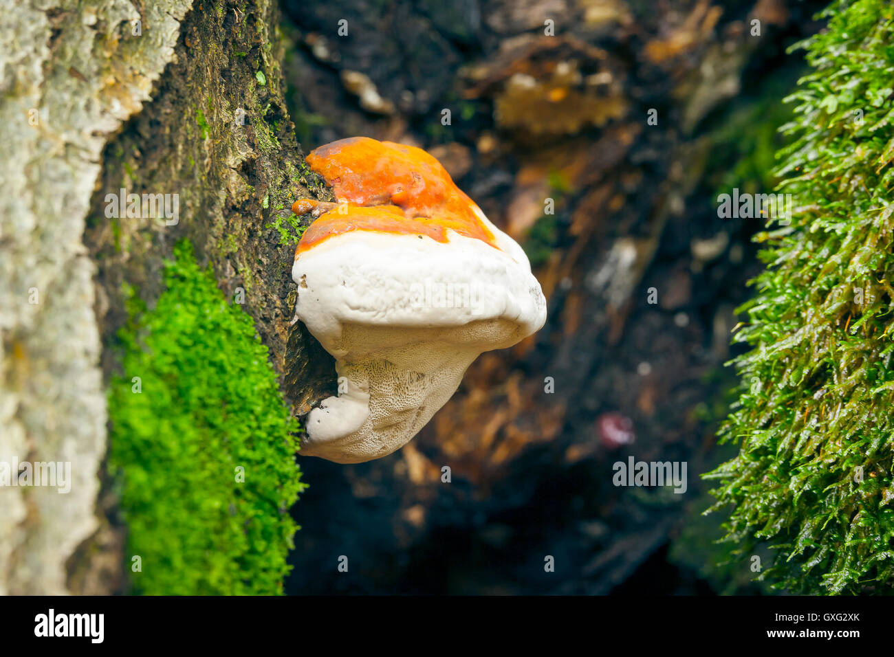 Arbre champignon Banque D'Images