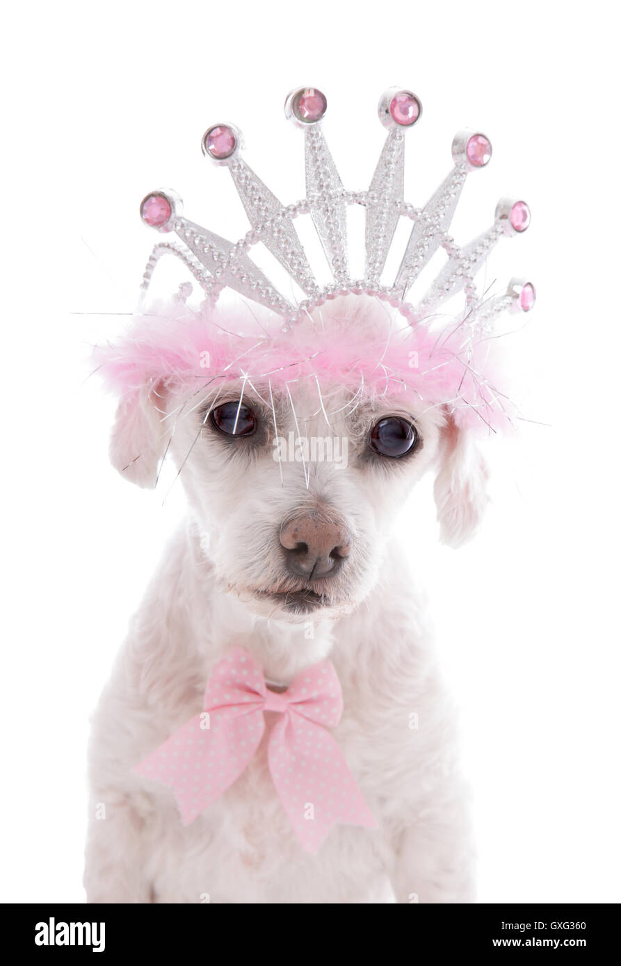 Pampered Princess Pet Dog Banque D'Images