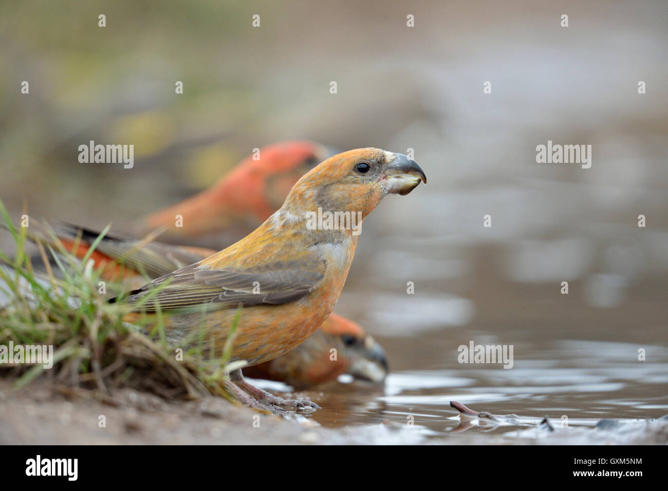 Bec croisés de perroquet / Kiefernkreuzschnaebel ( Loxia pytyopsittacus ), beaux mâles rouges, buvant dans une flaque naturelle, faune, Europe. Banque D'Images