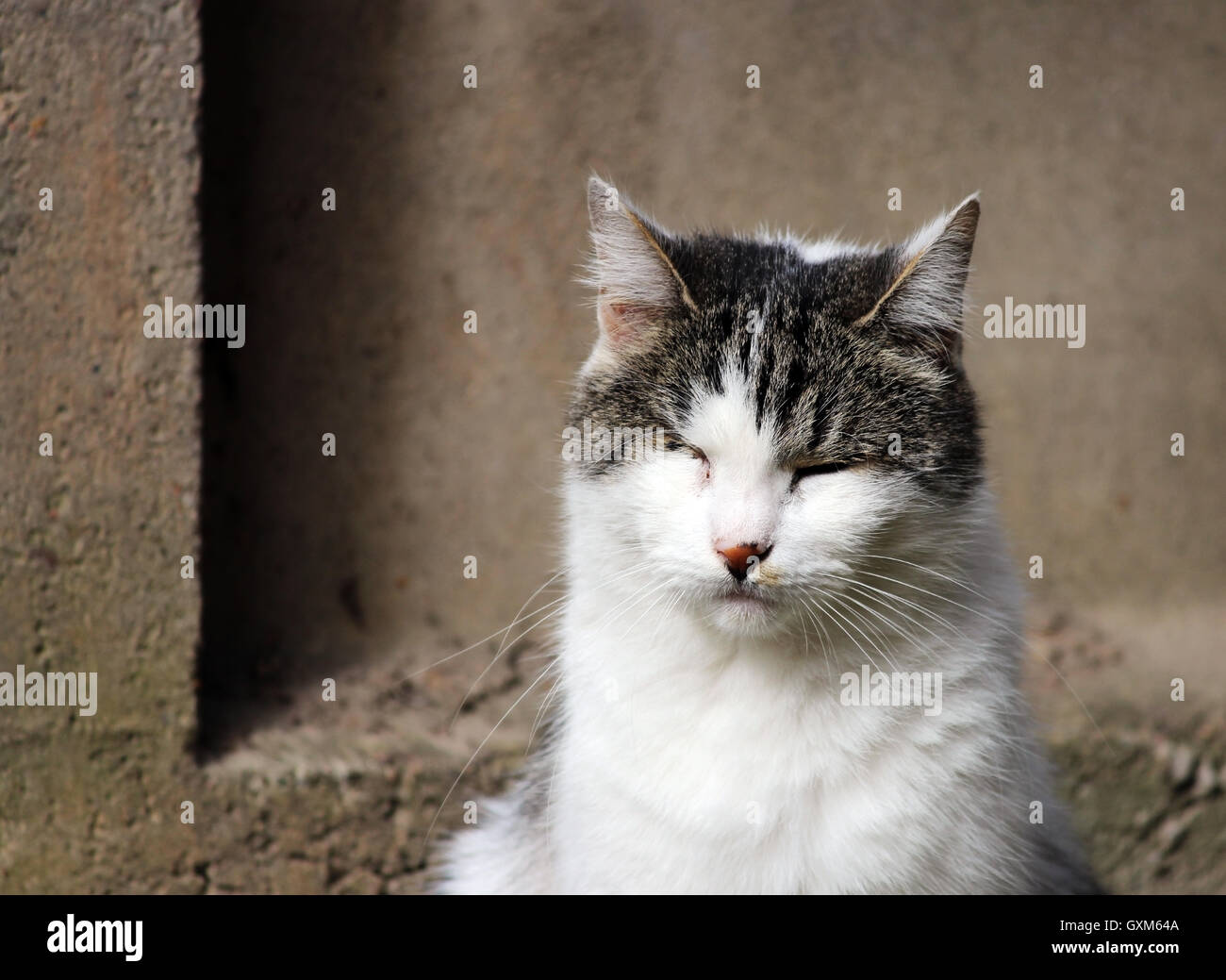 Chat Infecte Par L Herpesvirus Felin La Chlamydiose Ou La Rhinotracheite Virale Chlamydia Psittaci Apres Avoir Perdu Eye Photo Stock Alamy