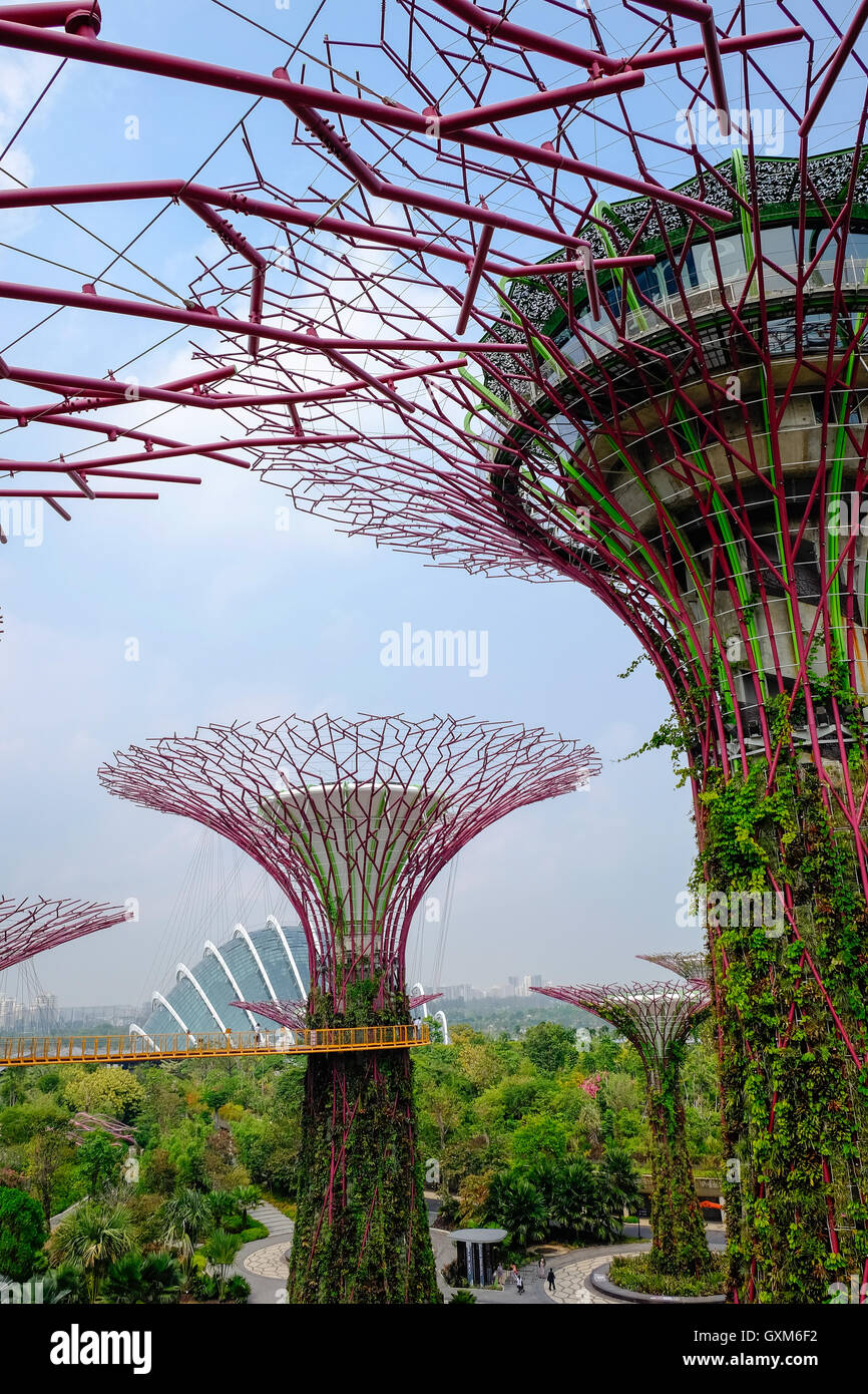 Supergrove les arbres dans les jardins de la baie de Singapour Banque D'Images