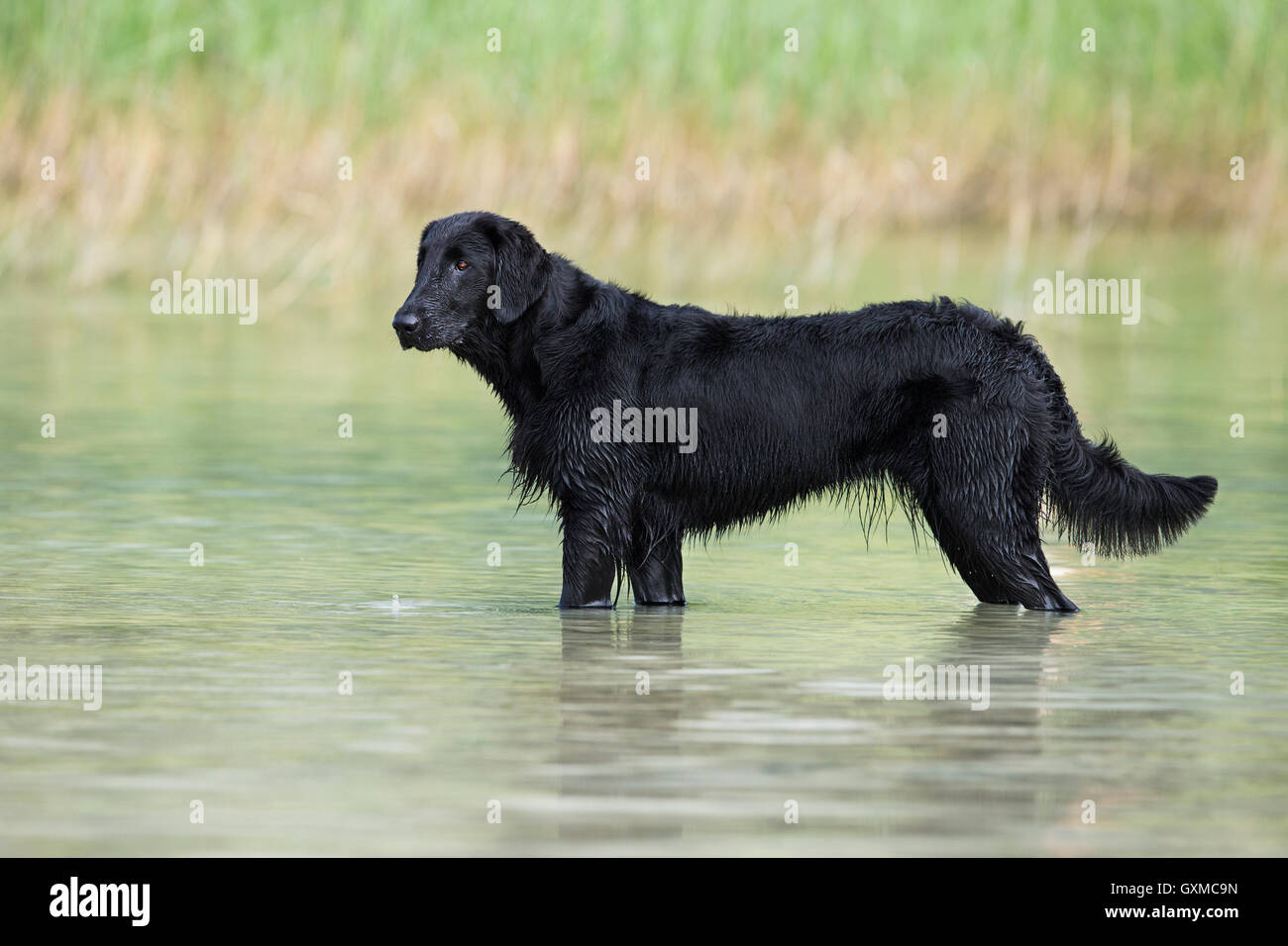 Retriever à Poil Plat, noir, debout dans l'eau en face de roseaux, Tyrol, Autriche Banque D'Images