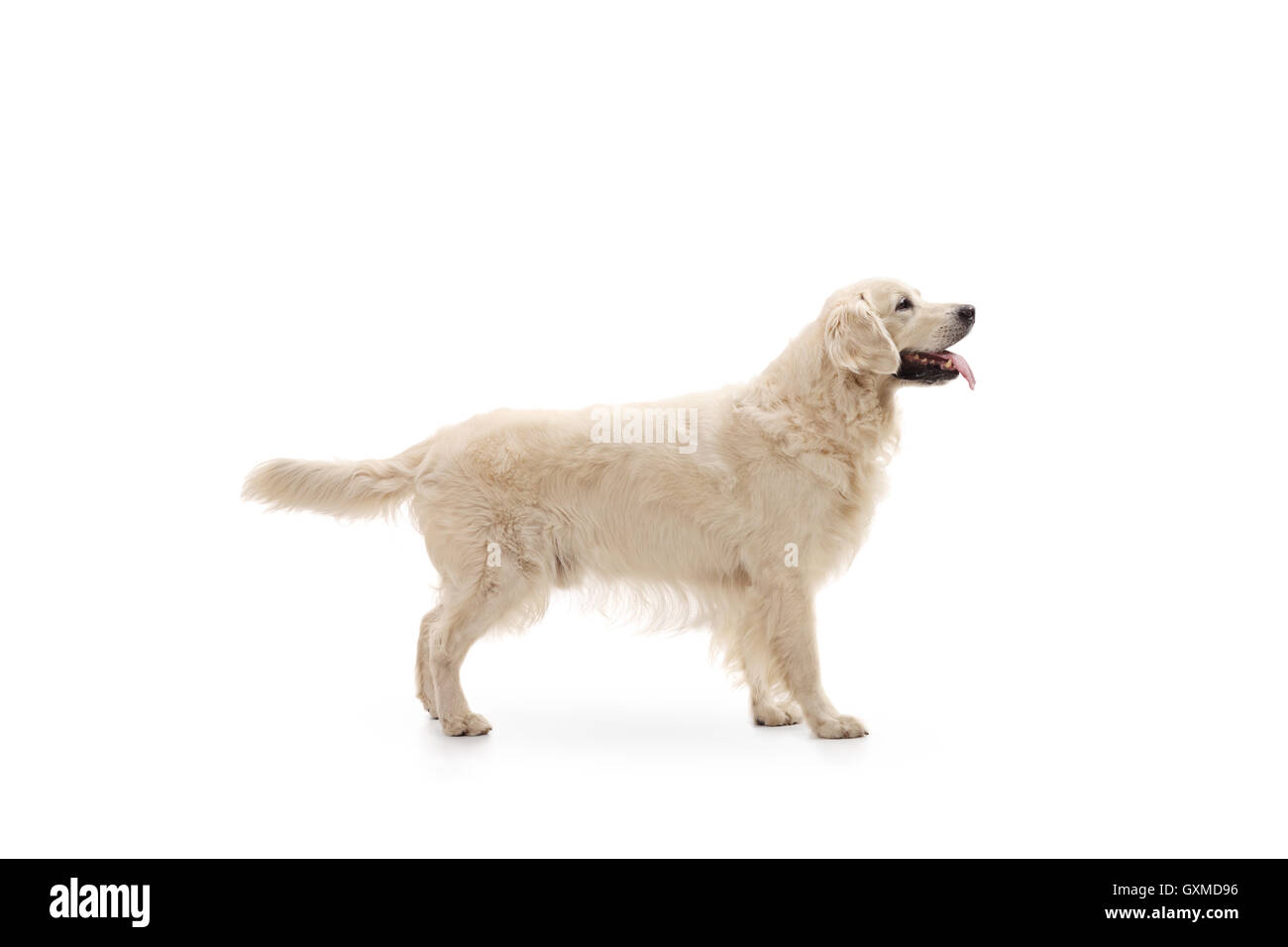 Labrador retriever dog isolé sur fond blanc Banque D'Images