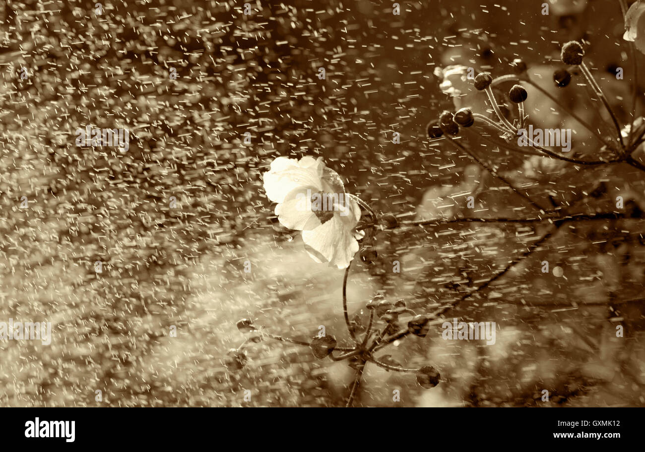 Sous la pluie de fleurs monochromes Banque D'Images