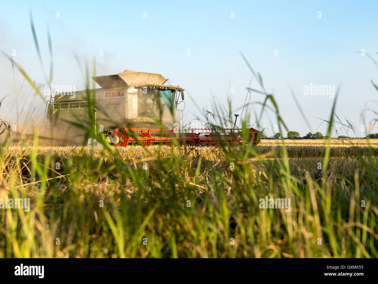 Moissonneuse-batteuse, de finir la récolte de blé. Banque D'Images
