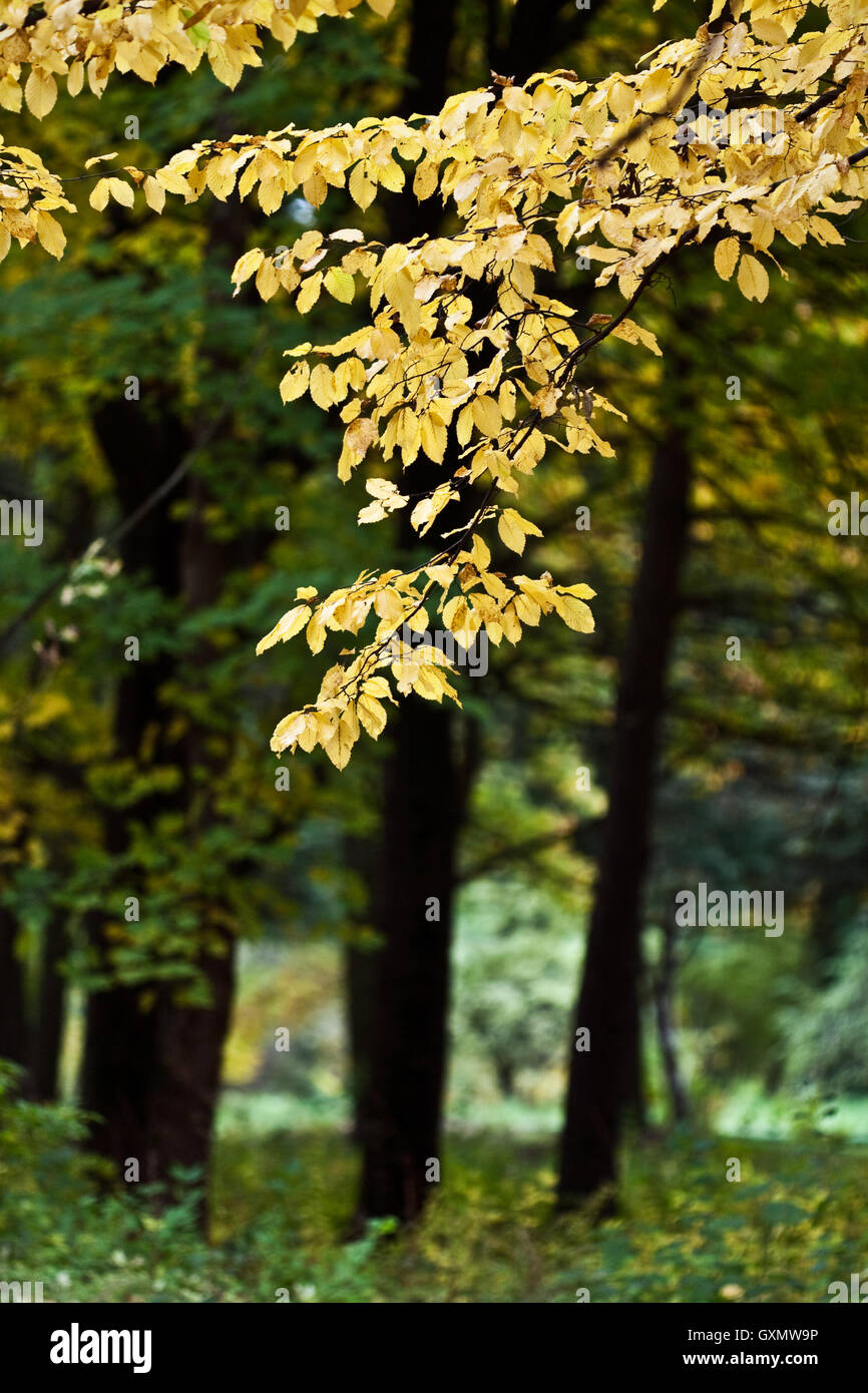 Branches d'un arbre d'automne avec des feuilles jaunes Banque D'Images