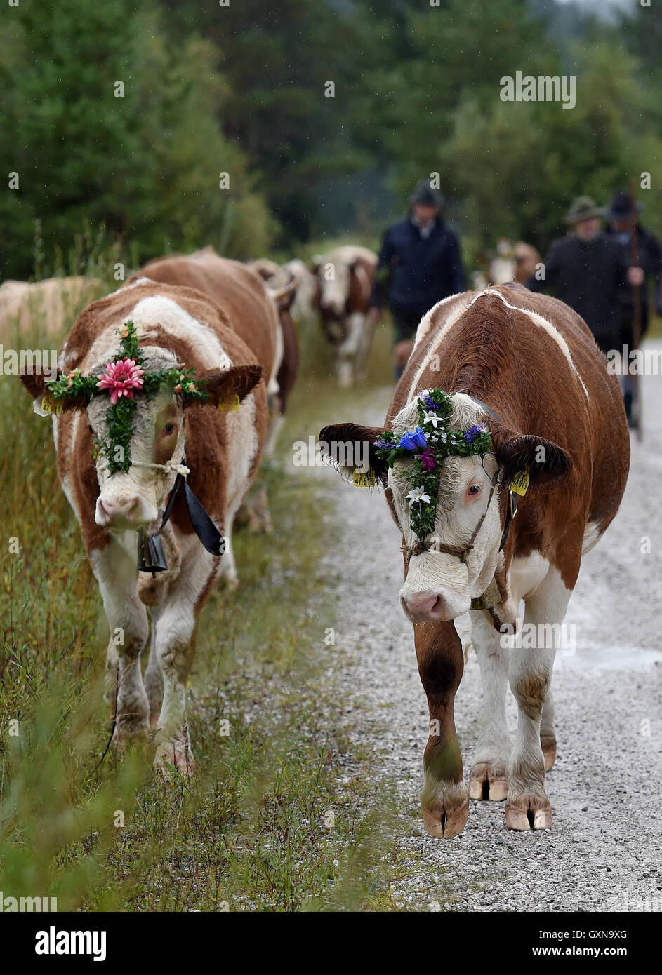 Kruen, Allemagne. 17 Sep, 2016. Les agriculteurs entendu vaches au traditionnel 'Almabtrieb" de montagne événement en Kruen, Allemagne, 17 septembre 2016. Photo : ANGELIKA WARMUTH/dpa/Alamy Live News Banque D'Images