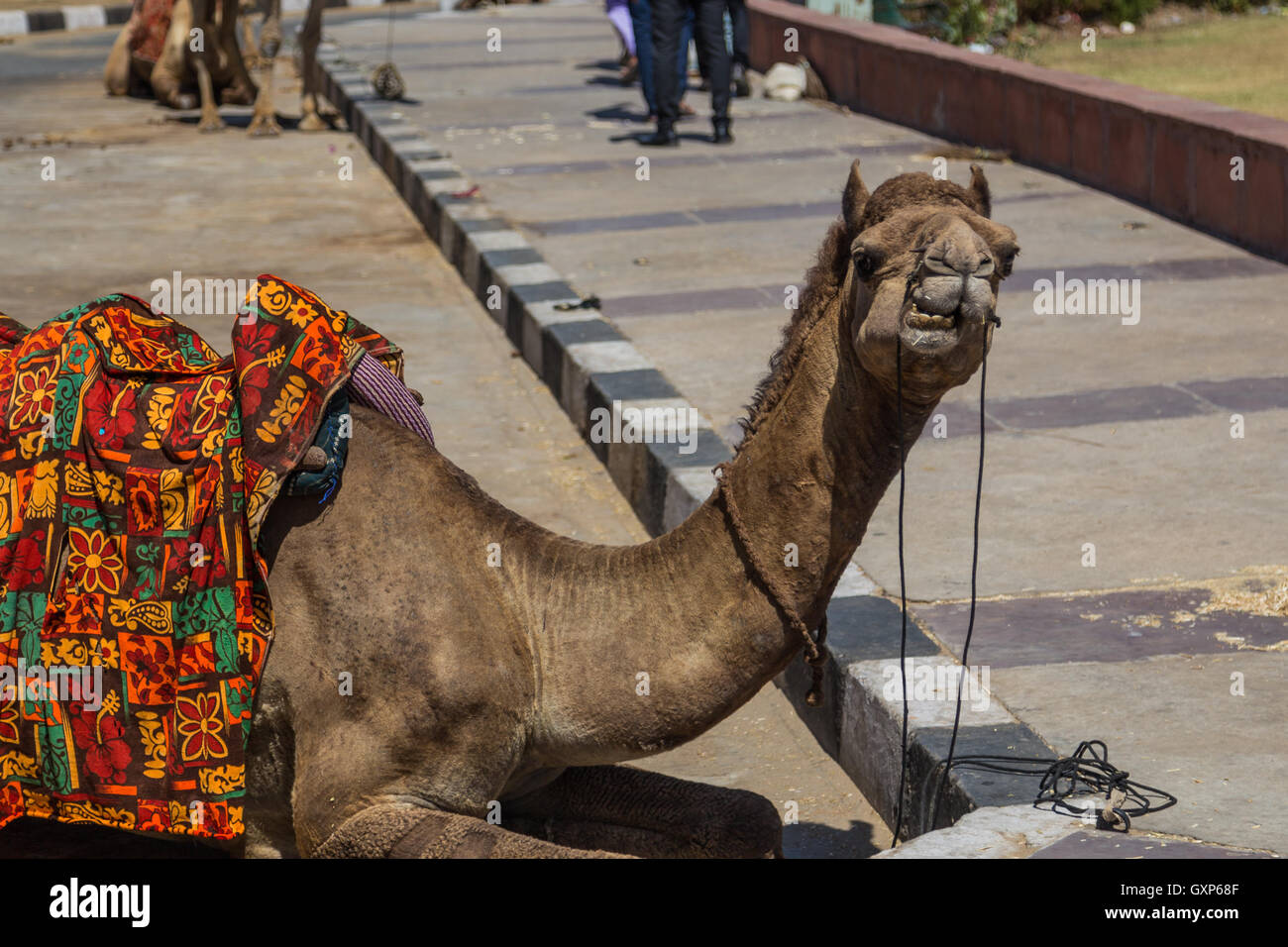 JAIPUR, INDE - 22ème Mars 2016 : Libre d'un Chameau couché sur la rue en Inde Banque D'Images