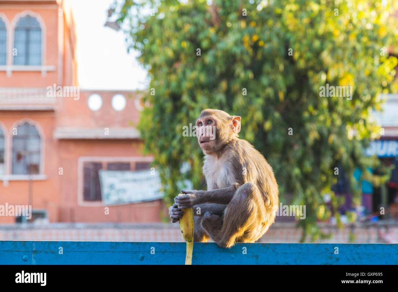 Un gros plan d'un singe assis sur un mur au milieu de Jaipur en Inde. Banque D'Images