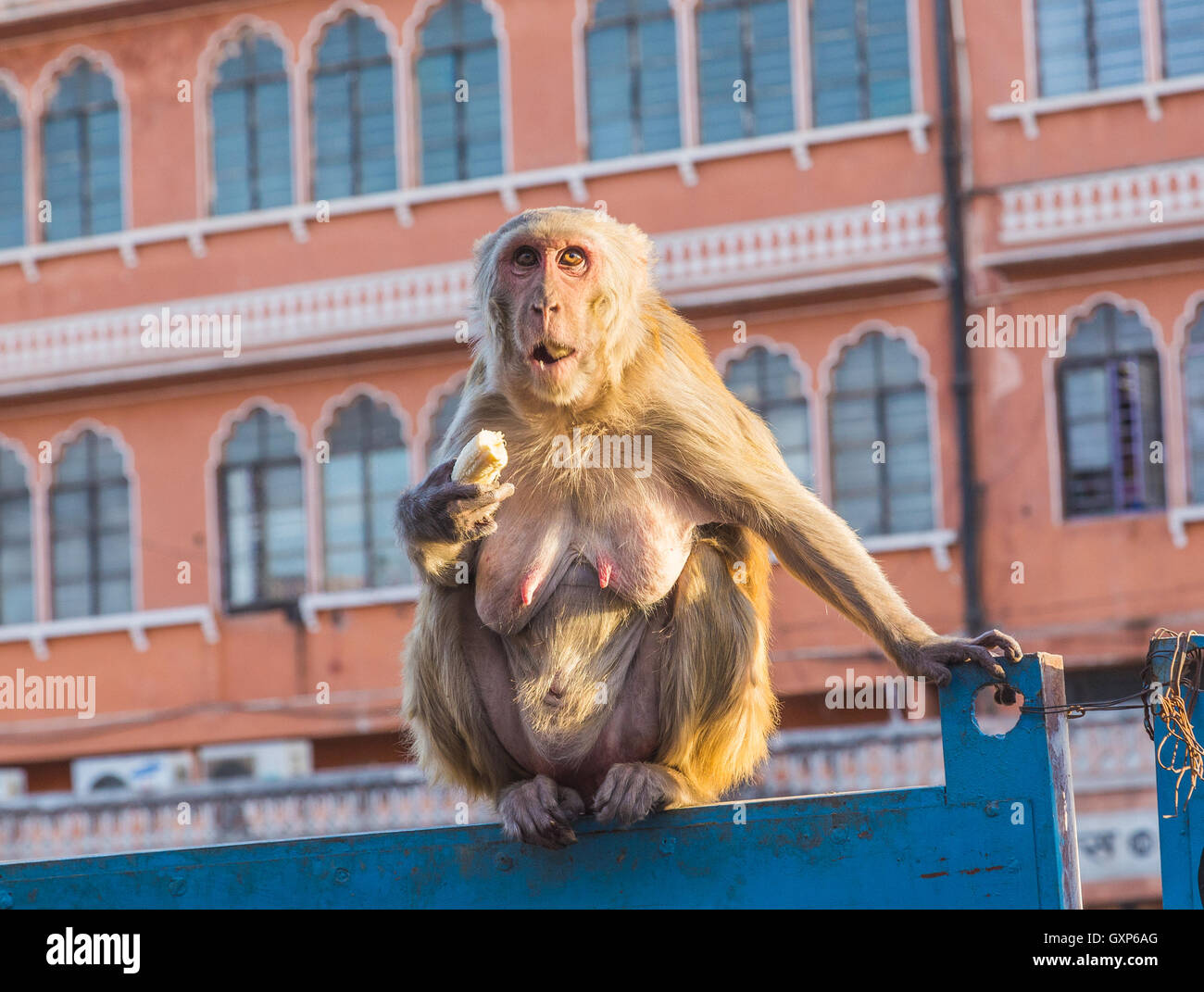 Un gros plan d'un singe assis sur un mur au milieu de Jaipur en Inde. Banque D'Images