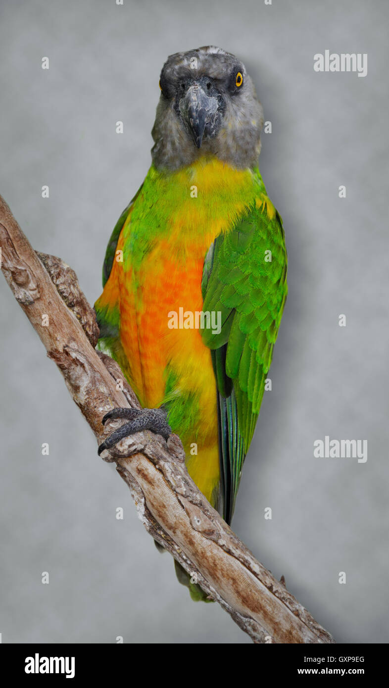 Sénégal (Poicephalus senegalus) Parrot Banque D'Images