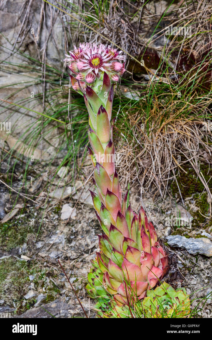Fleur alpine (Sempervivum montanum) Banque D'Images