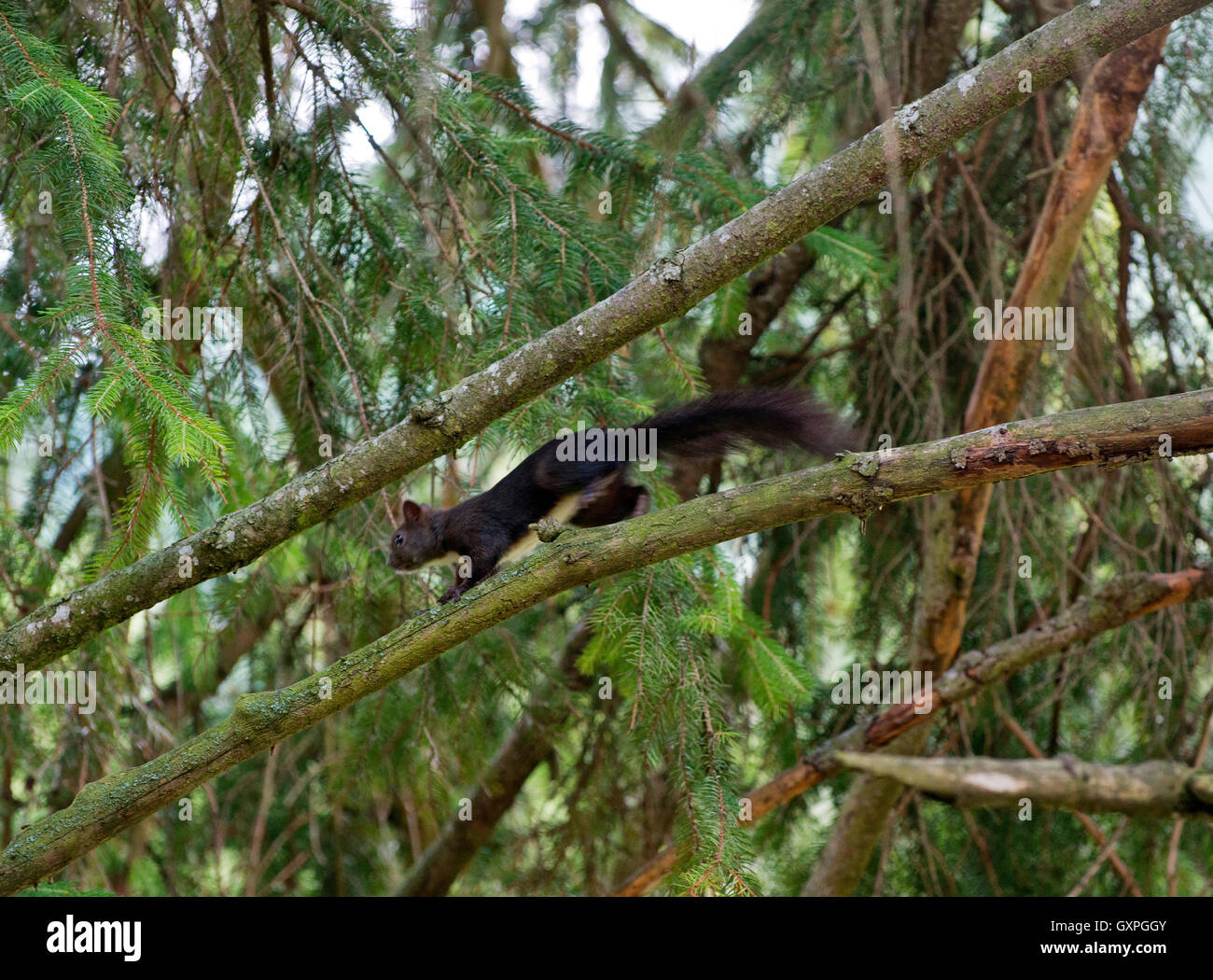 L'écureuil noir fonctionne sur la branche - Dolomites italiennes - Animaux - Faune Banque D'Images