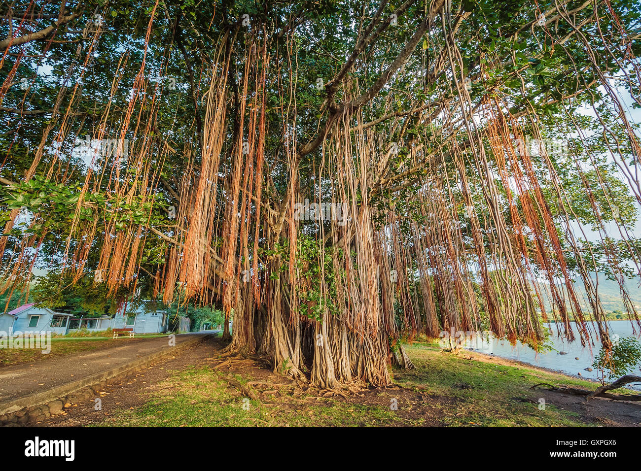Le Banyan Tree, également connu sous le nom de "arbre" ultiplying Banque D'Images