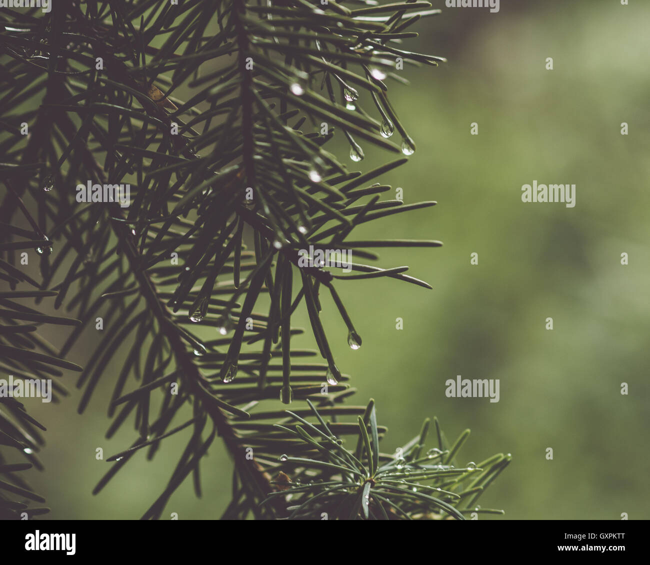 Pines après la pluie Banque D'Images