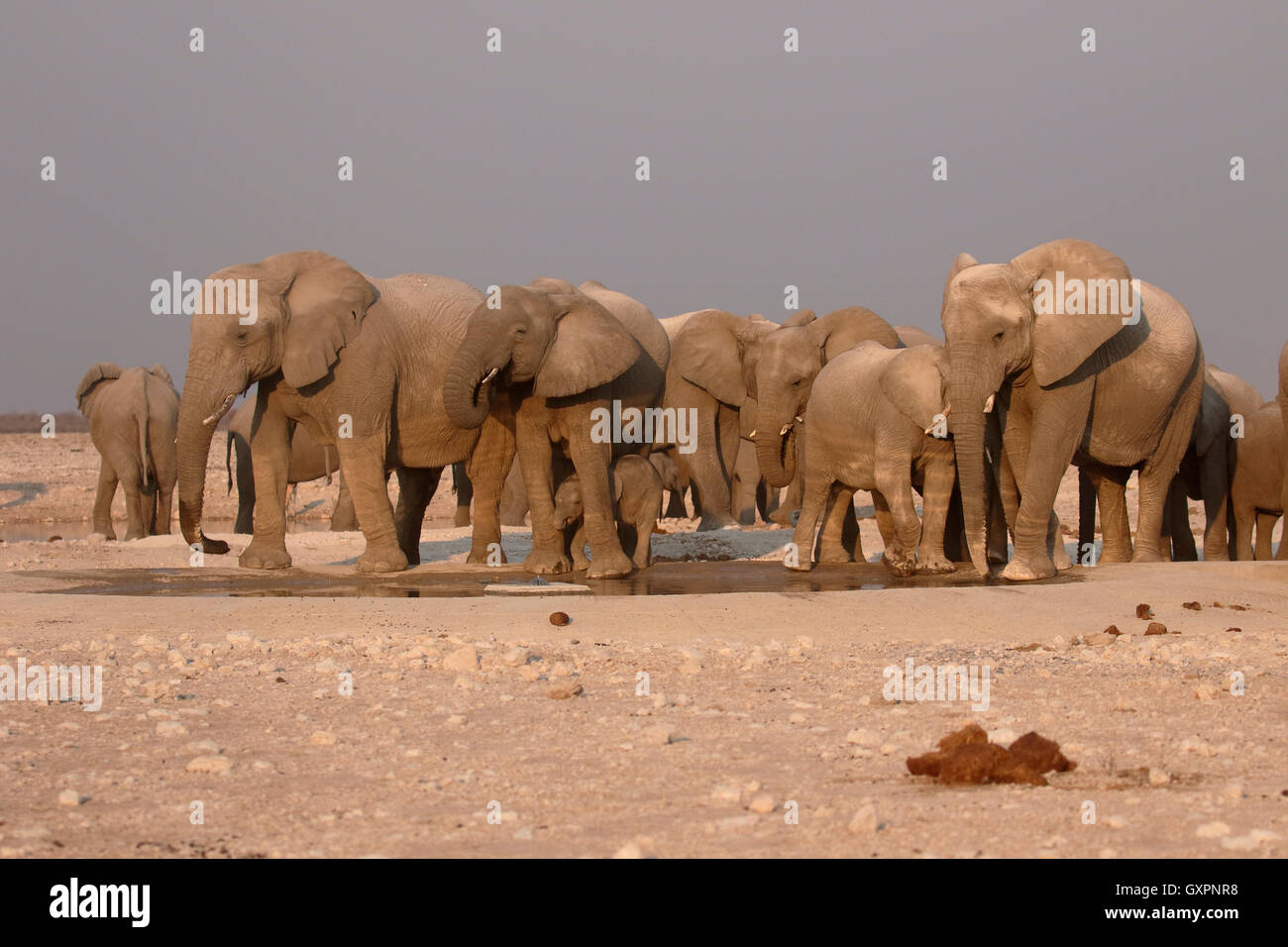 L'éléphant d'Afrique, Loxodonta africana, troupeau à l'eau, holw Etosha, Namibie, août 2016 Banque D'Images