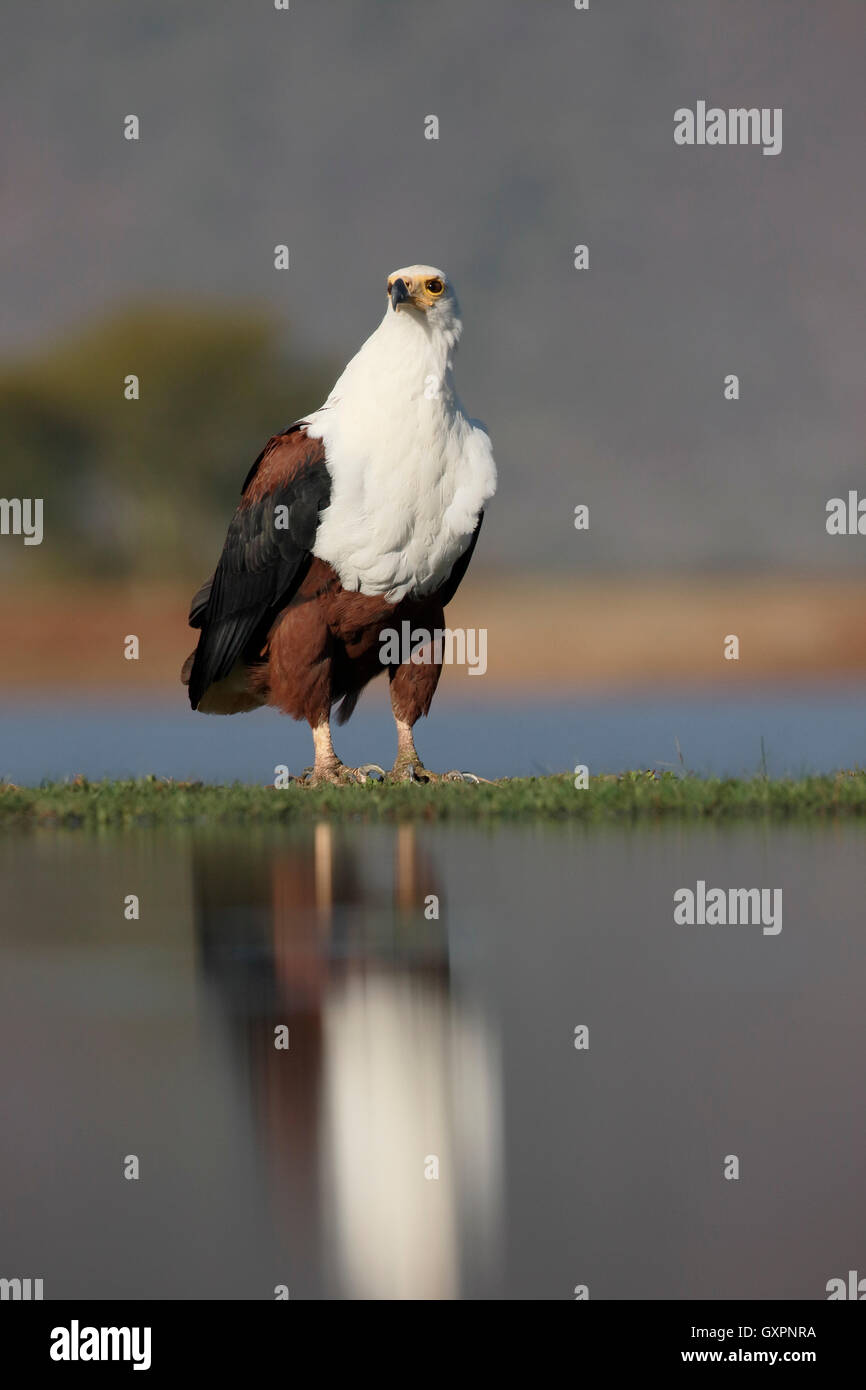 Poissons d'afrique-eagle, Haliaeetus vocifer, seul oiseau par l'eau, l'Afrique du Sud, août 2016 Banque D'Images