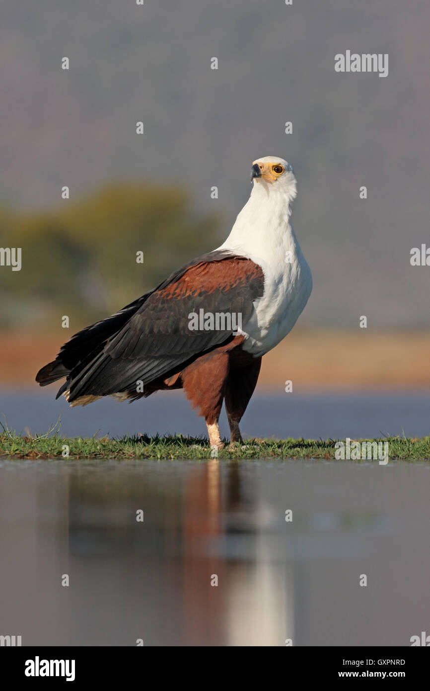 Poissons d'afrique-eagle, Haliaeetus vocifer, seul oiseau par l'eau, l'Afrique du Sud, août 2016 Banque D'Images