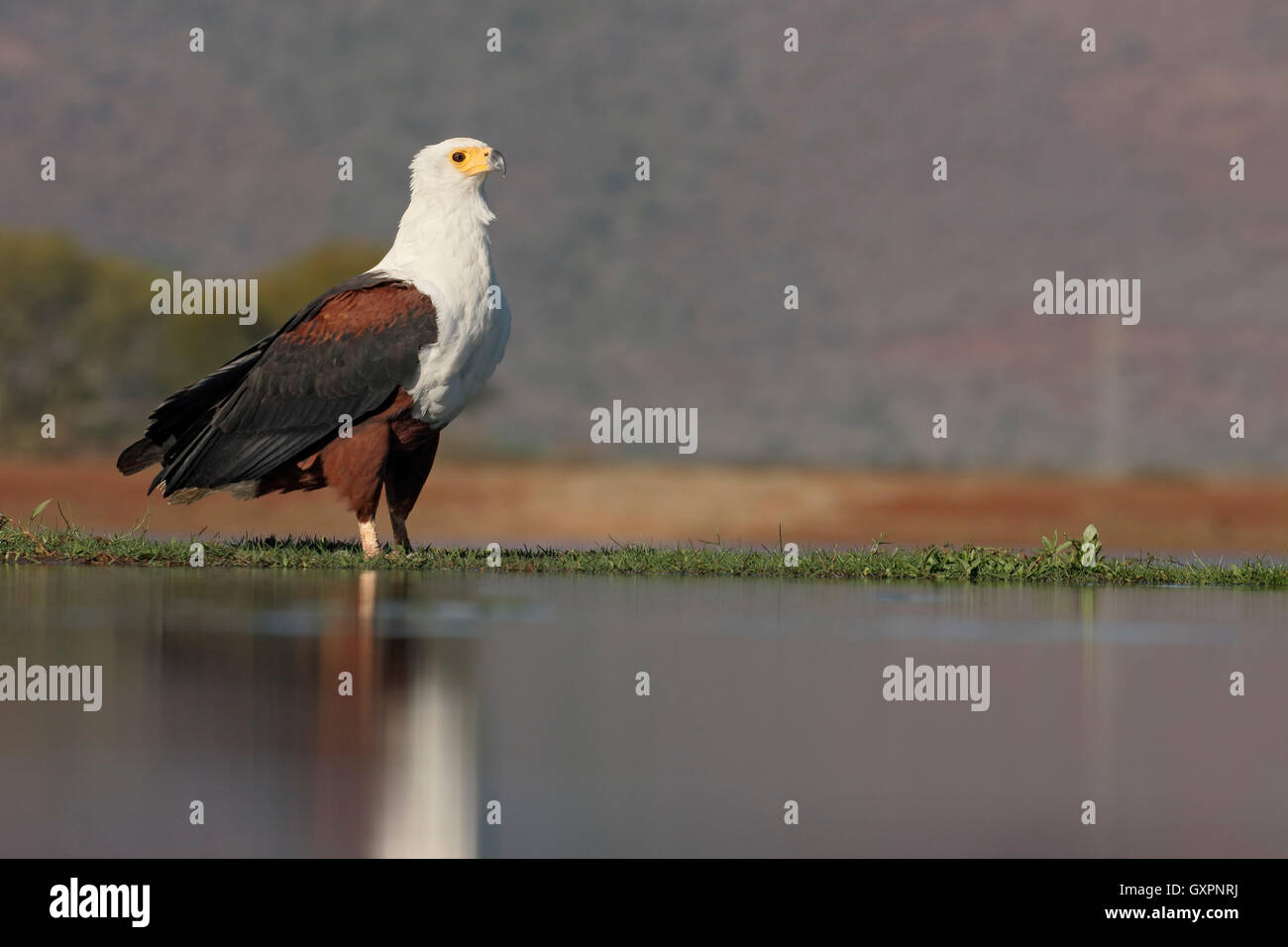 Poissons d'afrique-eagle, Haliaeetus vocifer, seul oiseau par l'eau, l'Afrique du Sud, août 2016 Banque D'Images