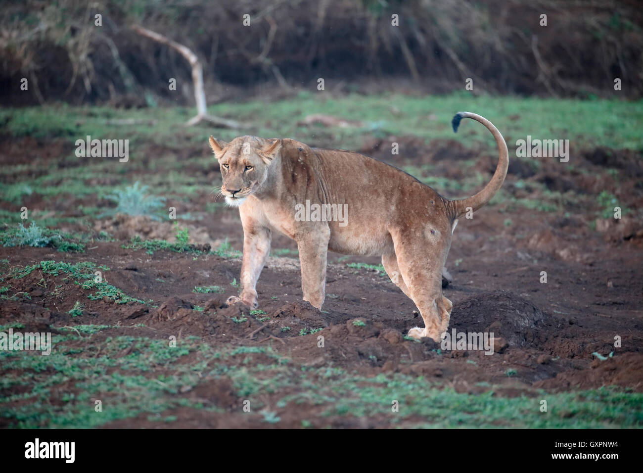 L'African Lion, Panthera leo, seule femme, Afrique du Sud, août 2016 Banque D'Images