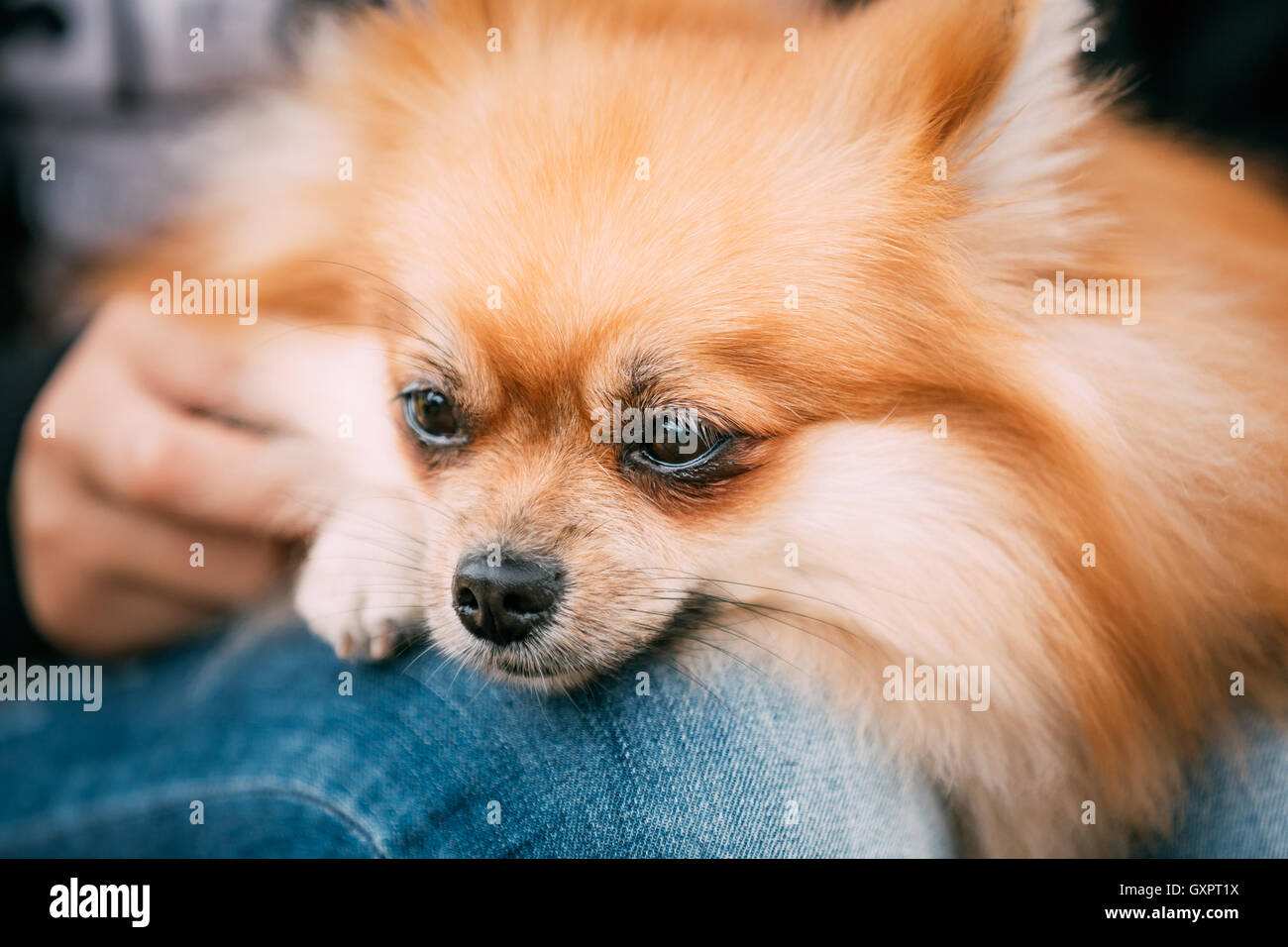 Portrait de Spitz Pomeranian Rouge Petit Chien se trouve dans les mains de maîtresse Banque D'Images