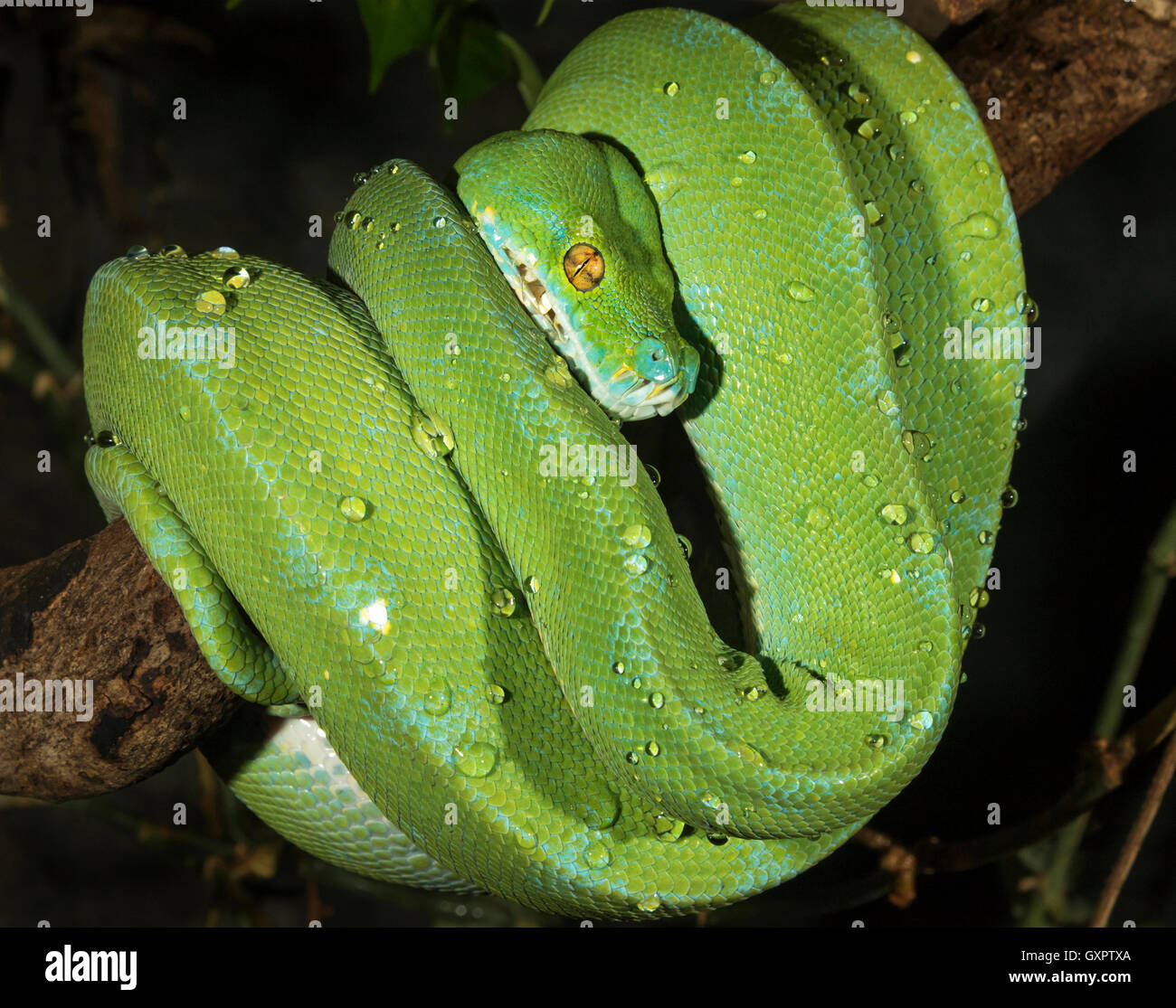 Python d'arbre vert (Morelia viridis), captif (originaire d'Indonésie, de Nouvelle-Guinée, d'Australie) Banque D'Images