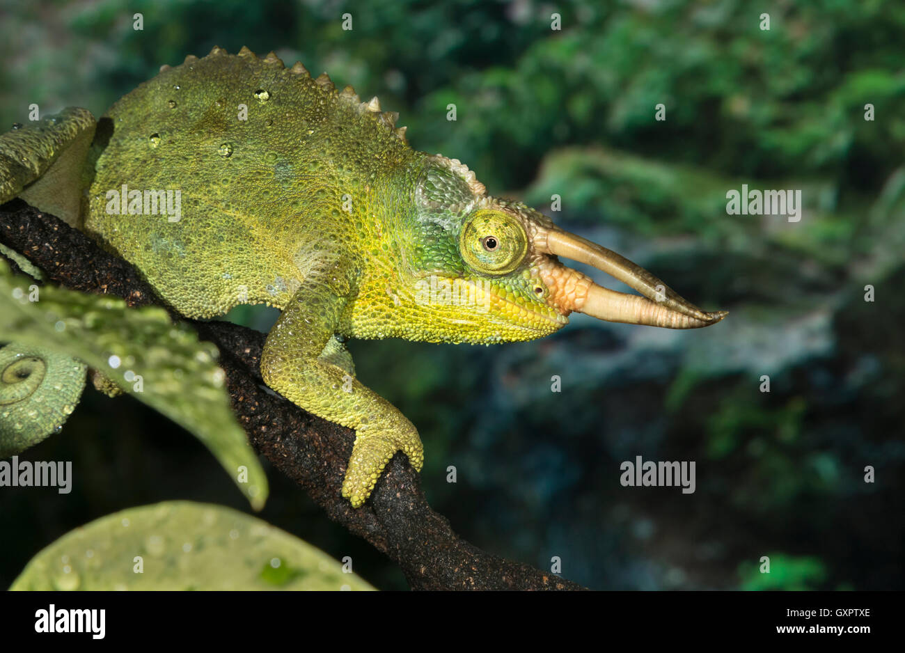 Jackson's horned chameleon (Trioceros jacksonii, portrait), captive (originaire d'Afrique de l'Est) Banque D'Images