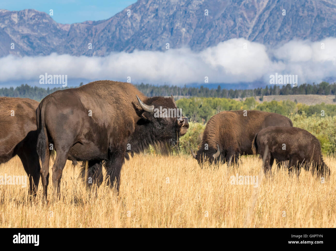 Le bison d'Amérique (Bison bison), des prairies de pâturage dans les hautes terres du Parc National de Grand Teton, Wyoming, USA Banque D'Images