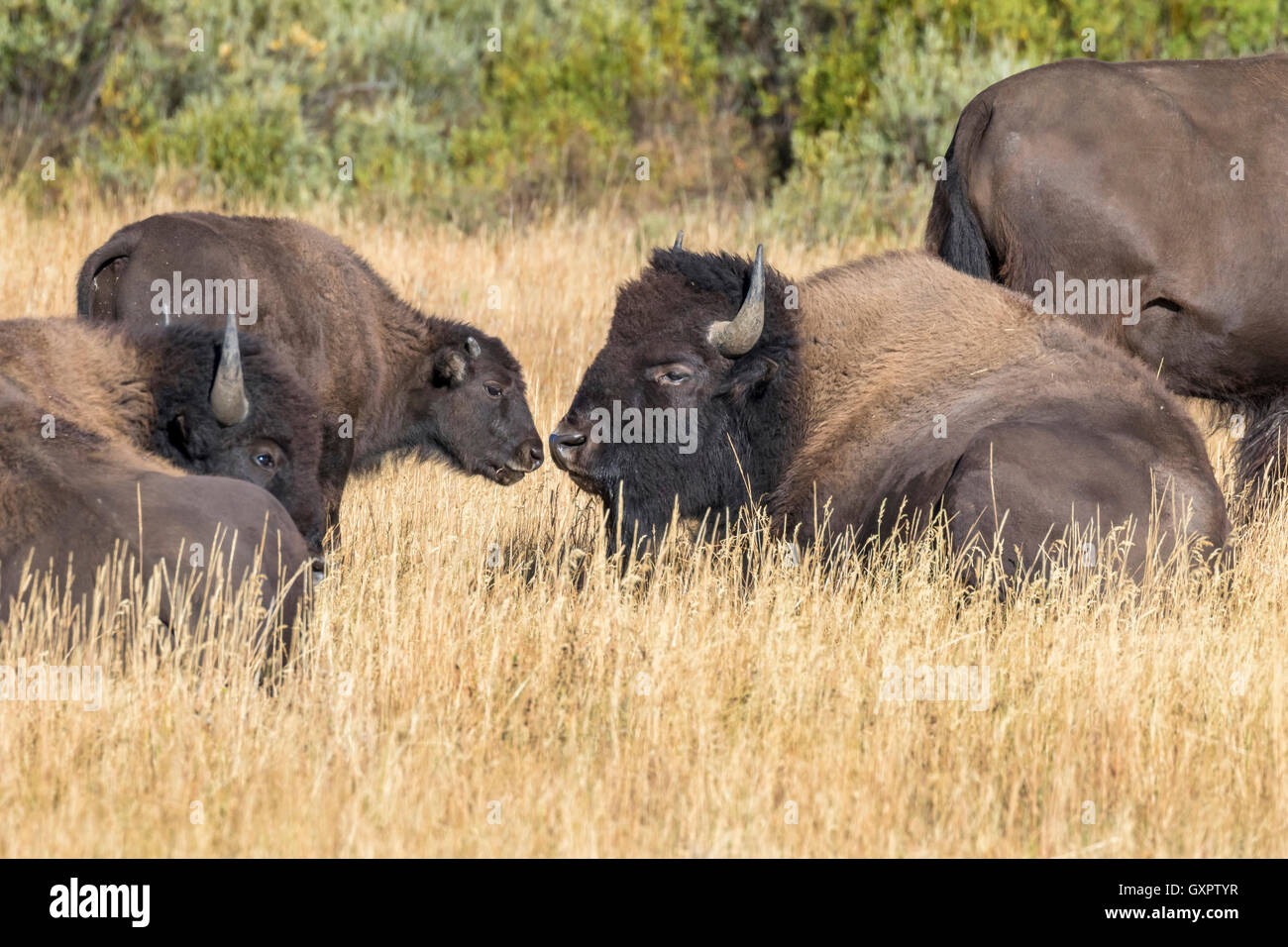 Les jeunes femmes et le bison d'Amérique (Bison bison) dans les Highlands, des prairies du parc national de Grand Teton, Wyoming, USA Banque D'Images