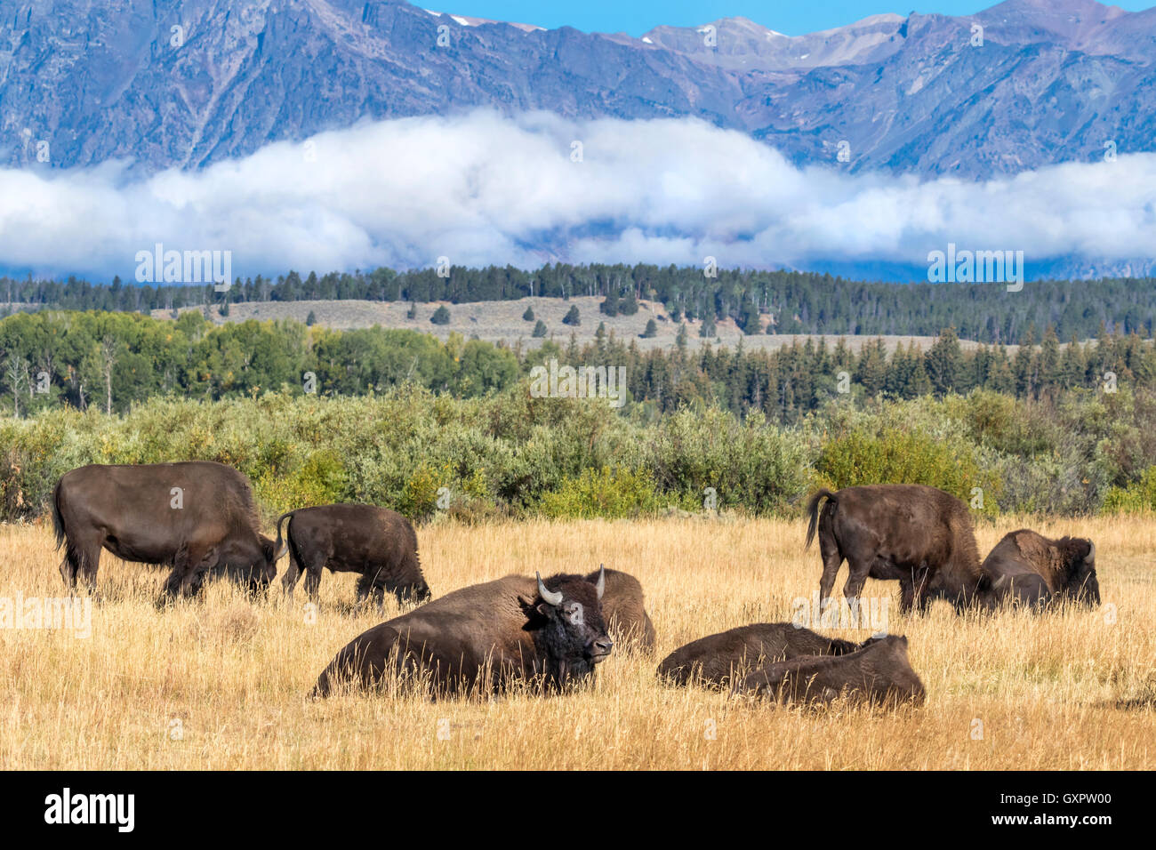 Un troupeau de bison d'Amérique (Bison bison) dans les Highlands, des prairies du parc national de Grand Teton, Wyoming, États-Unis. Banque D'Images