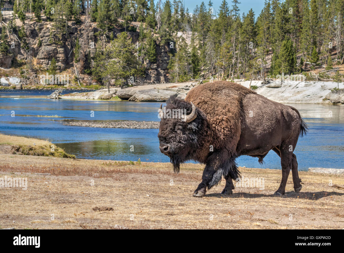 Homme bison d'Amérique (Bison bison) près de la rivière Yellowstone, le Parc National de Yellowstone, Wyoming, USA. Banque D'Images