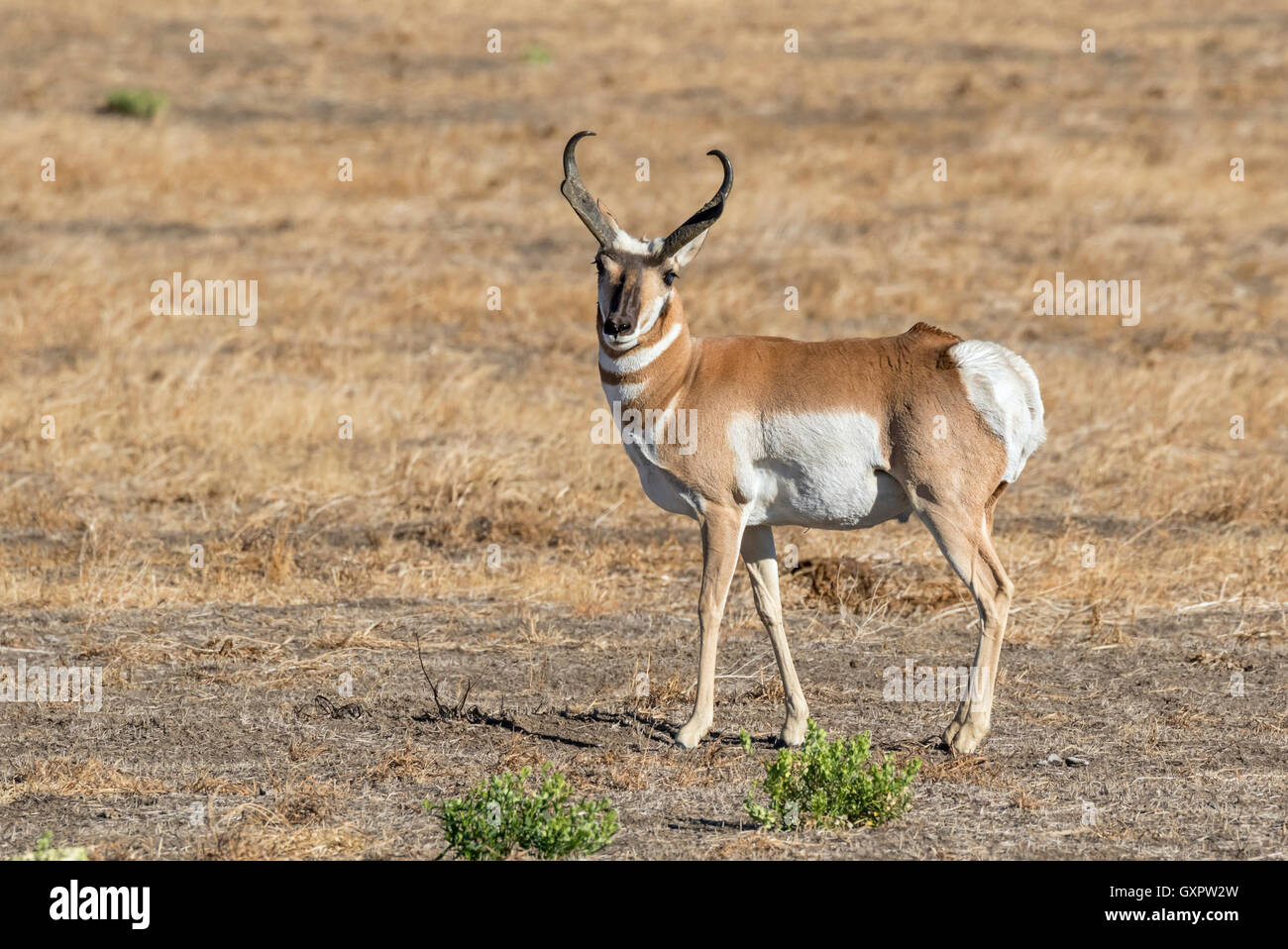 Antilope mâle (Antilocapra americana) dans les Highlands, des prairies du parc national de Grand Teton, Wyoming, USA Banque D'Images
