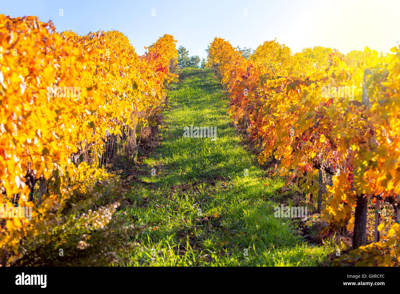 Paysage d'automne - Golden Rangées de vigne en région viticole, Toscane, Italie, Europe Banque D'Images